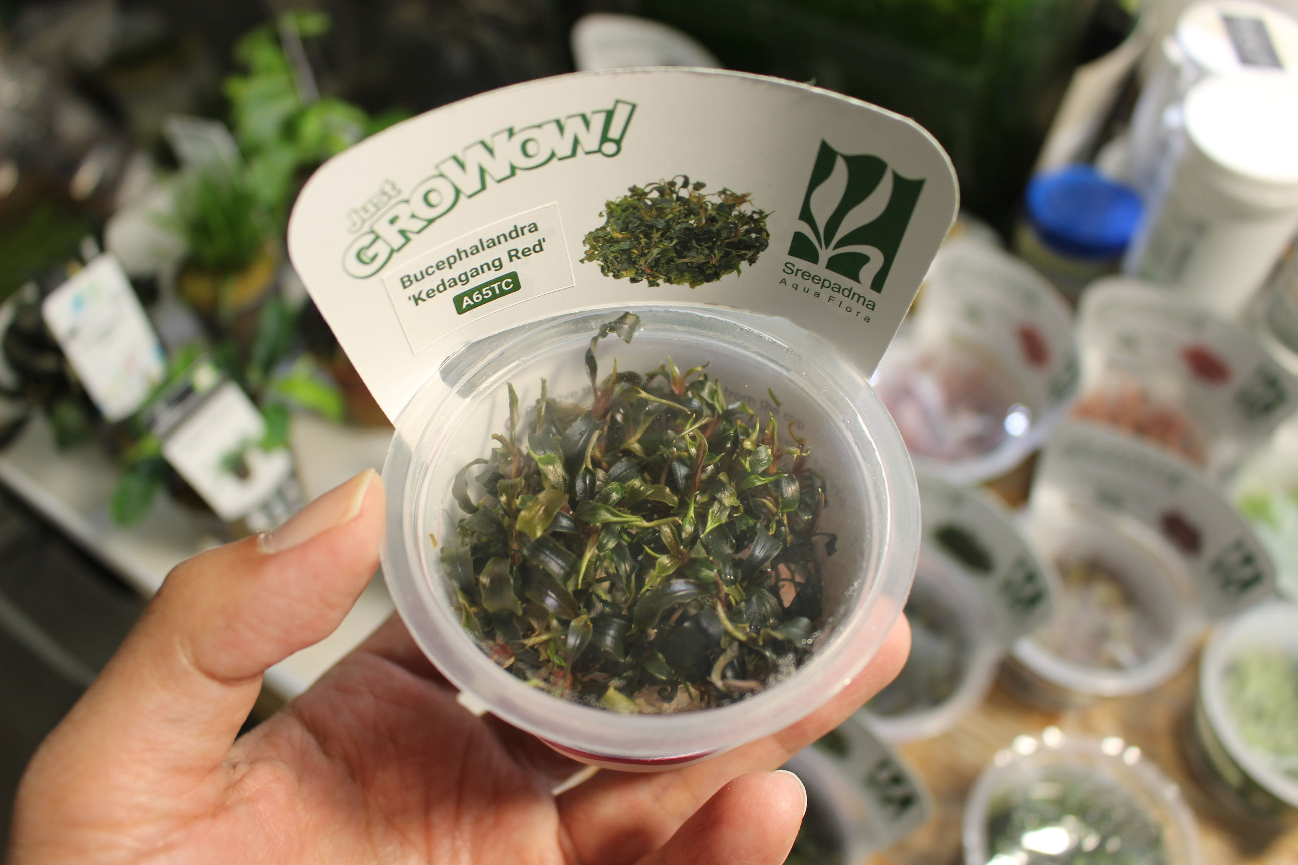 水草入荷情報 - さかなの森
