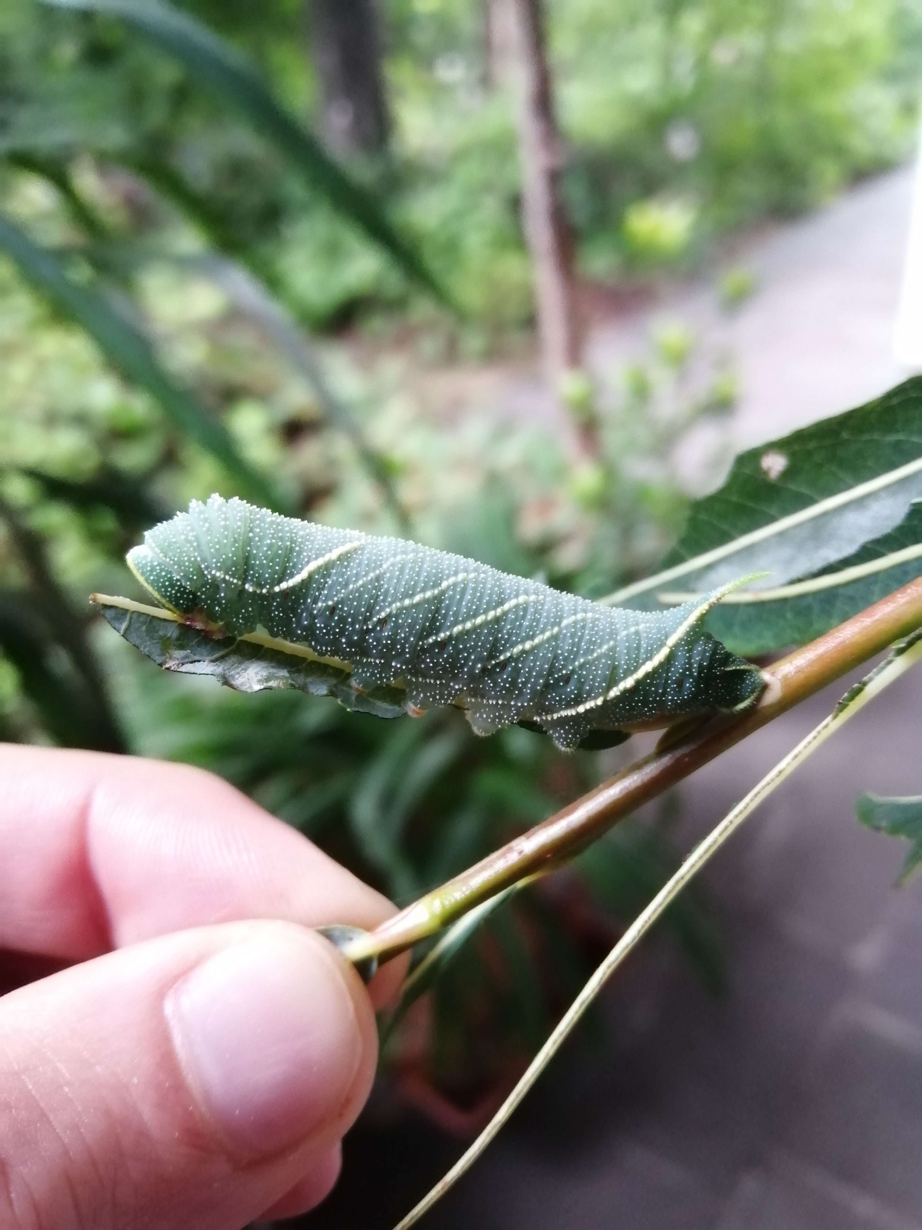 Apfelwickler – Wikipedia, image size:3072x4096