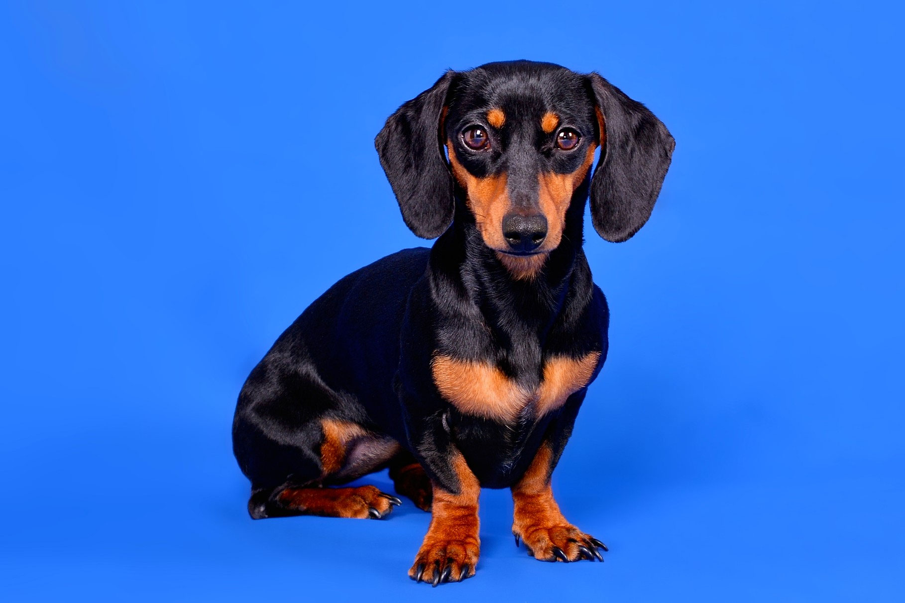 Zwergdackel II - orban-foto