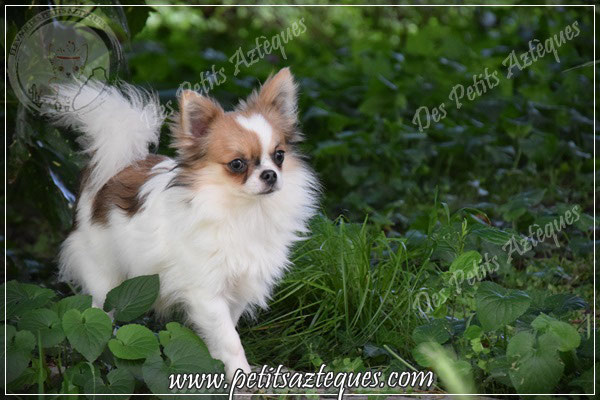 3 Mythes Sur Le Chihuahua A Poil Long Elevage De Chihuahua Lof