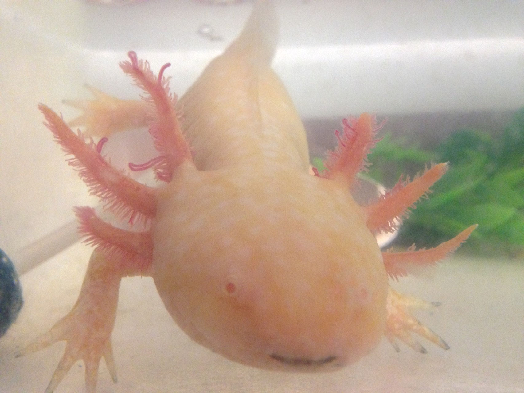 I NOSTRI ANFIBI Benvenuti su didatticanimals!