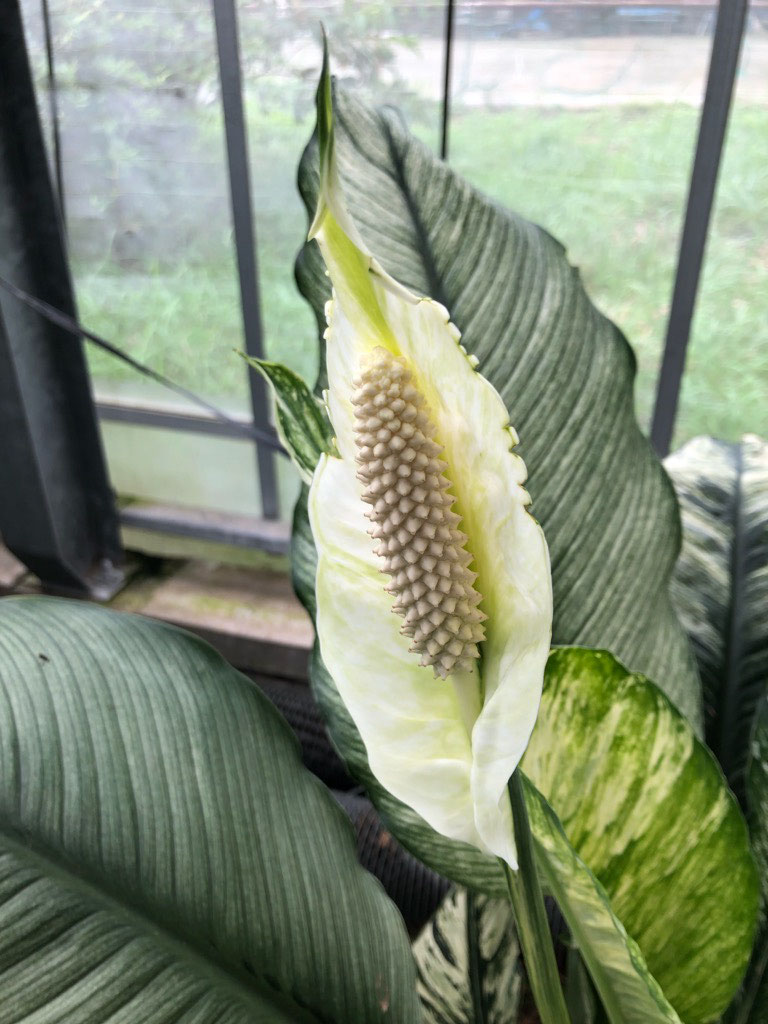 農場からです 鉢物 観葉植物 花 樹木などの卸売は村田永楽園へ 農場からです 鉢物 観葉植物 花 樹木などの卸売は村田永楽園へ