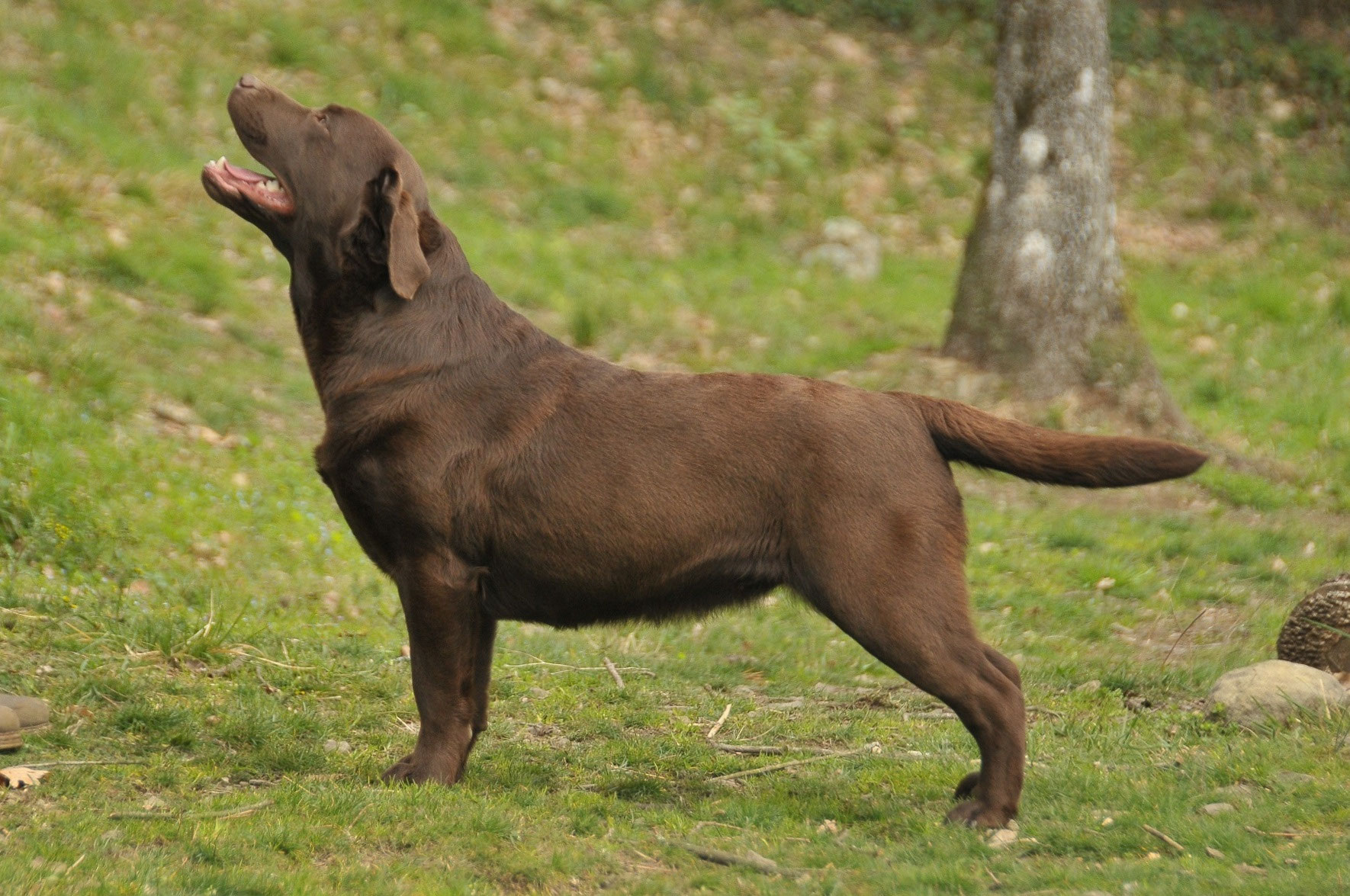Pepper Allevamento Labrador Retriever