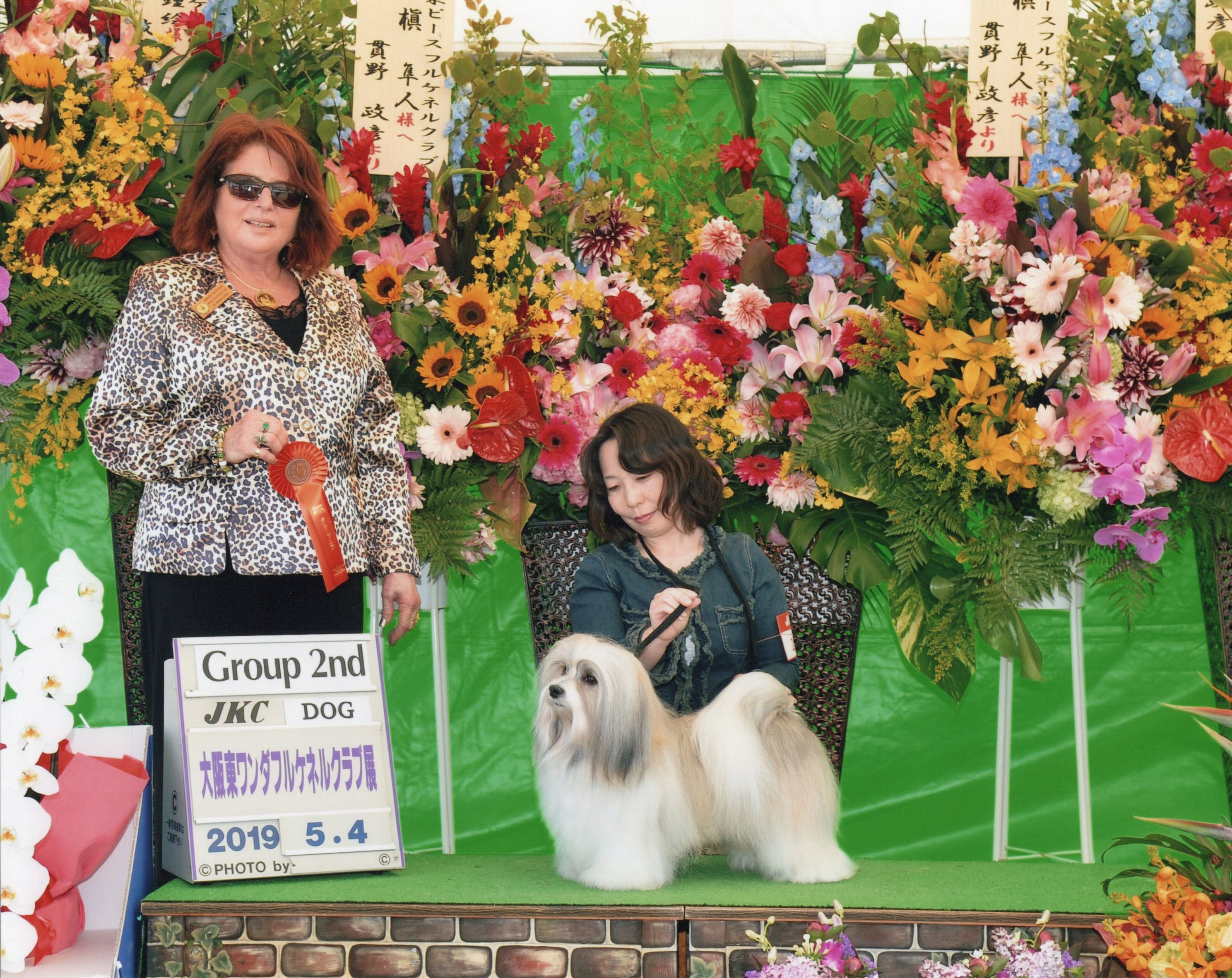 Home Brilliant Havanese ページ