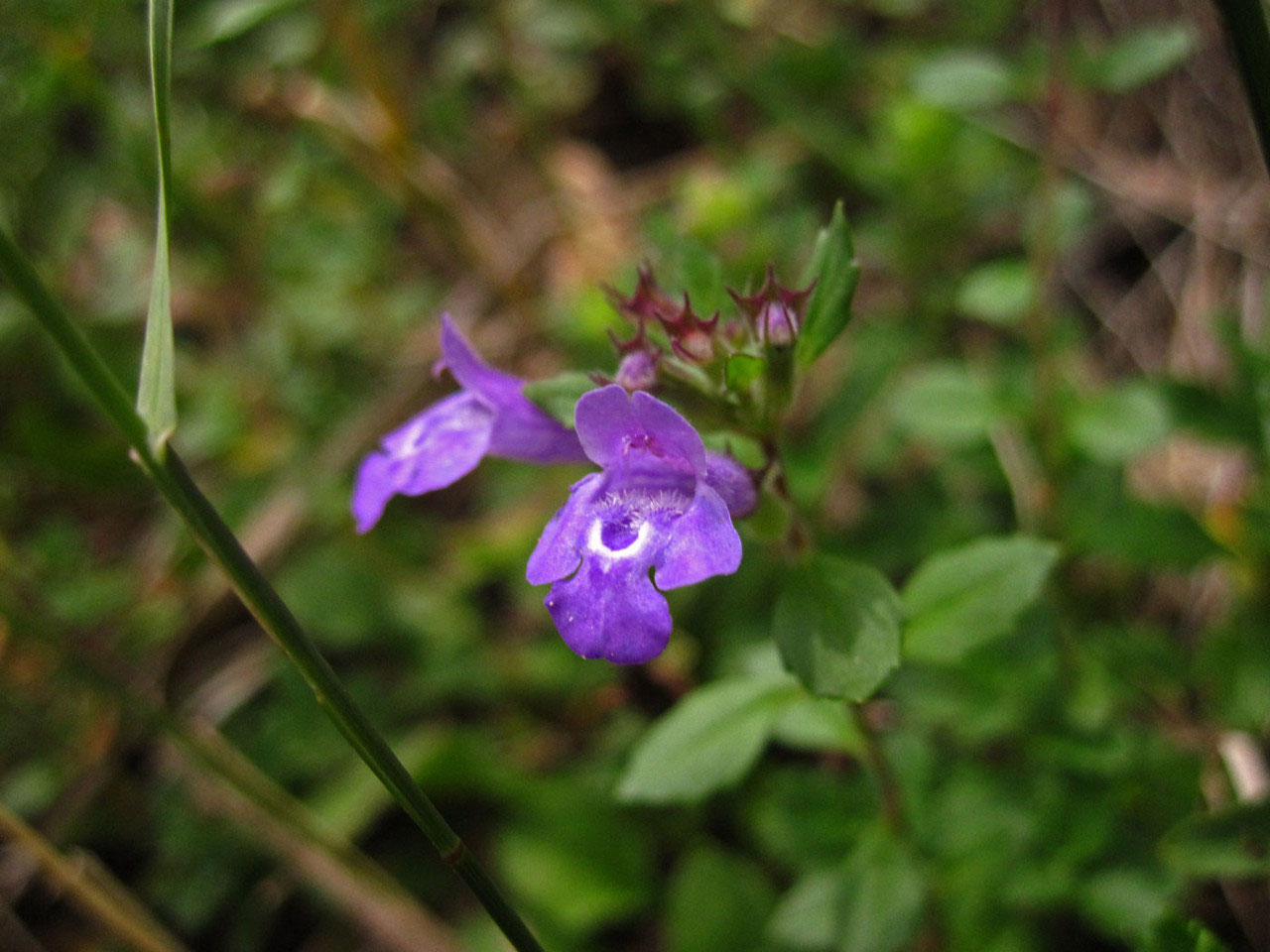 LIPPENBLÜTLER 2 (Lamiaceae) - wildpflanzenwanderung.at - Natur erleben ...