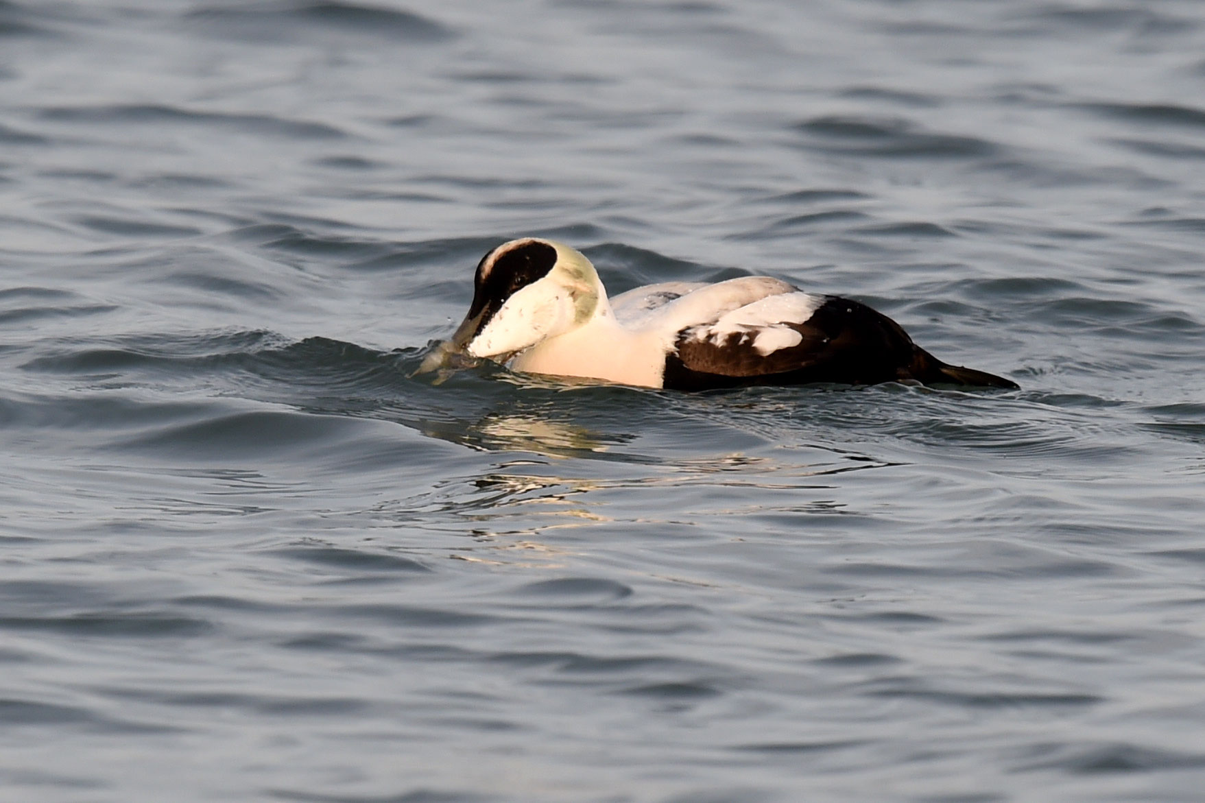 Eidereend - common eider - De website van vanoverloopkarlvogelfotografie!