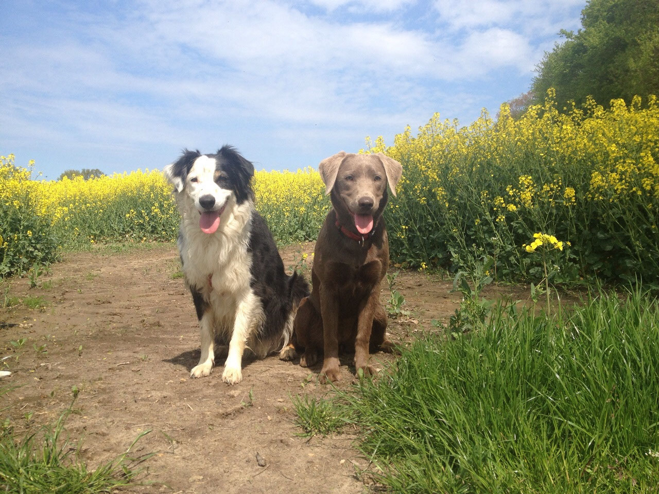 Preise - Hundeschule u. Labrador-Zucht Martina Kempf - Schwerin