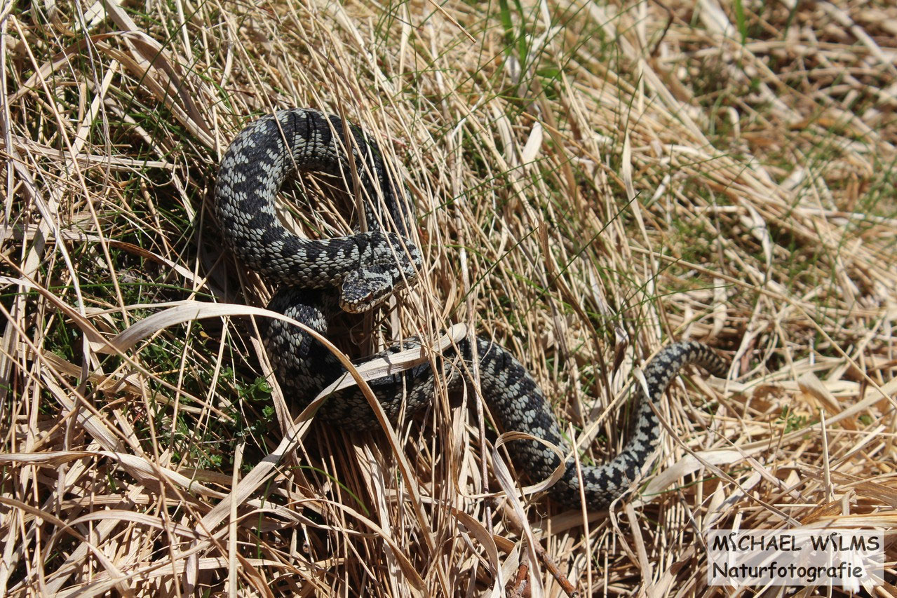 Vipern (Viperidae) - Michael Wilms Naturfotografie