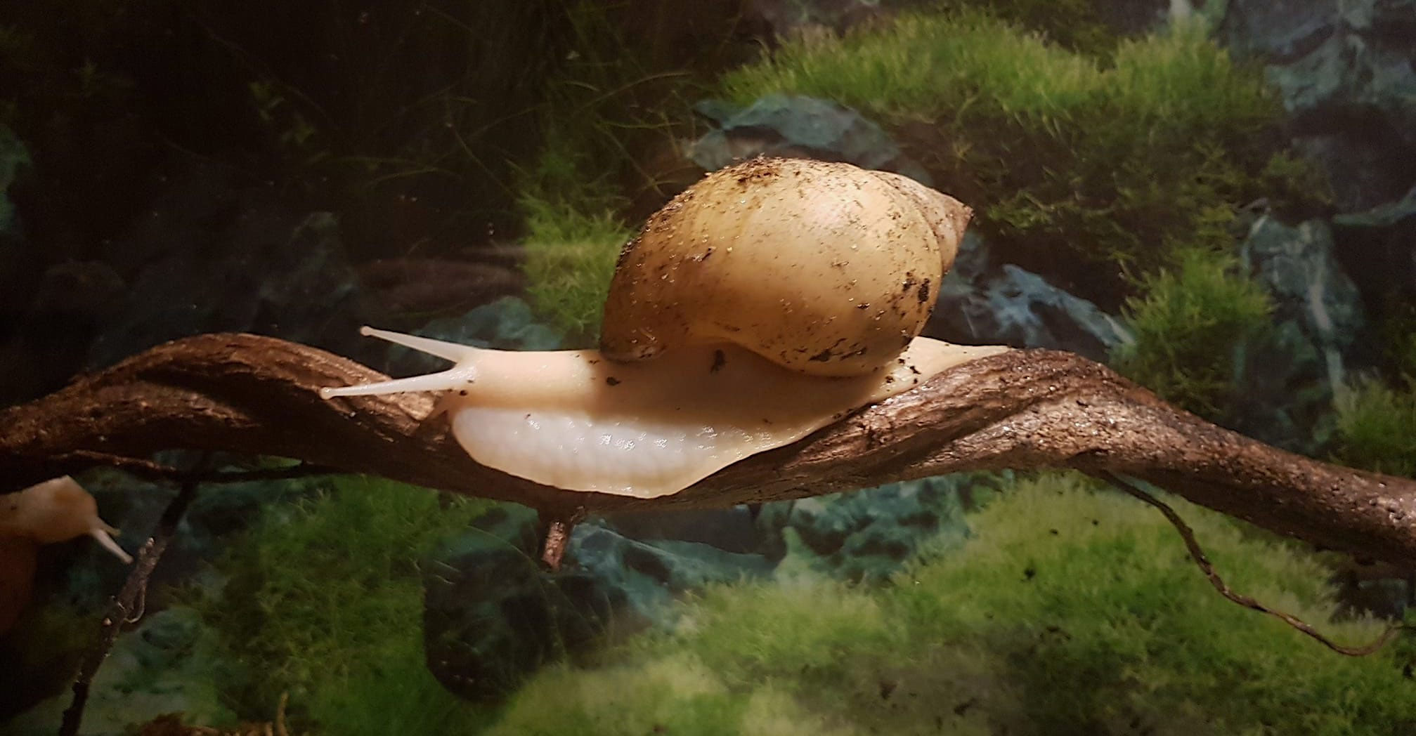 Achatina Fulica - achat-schneckes Jimdo-Page!