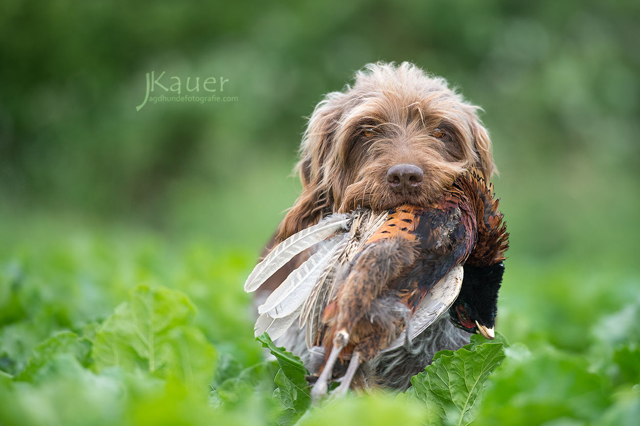 Korthals Griffon Biena vom Hirschberg und Dunja vom
