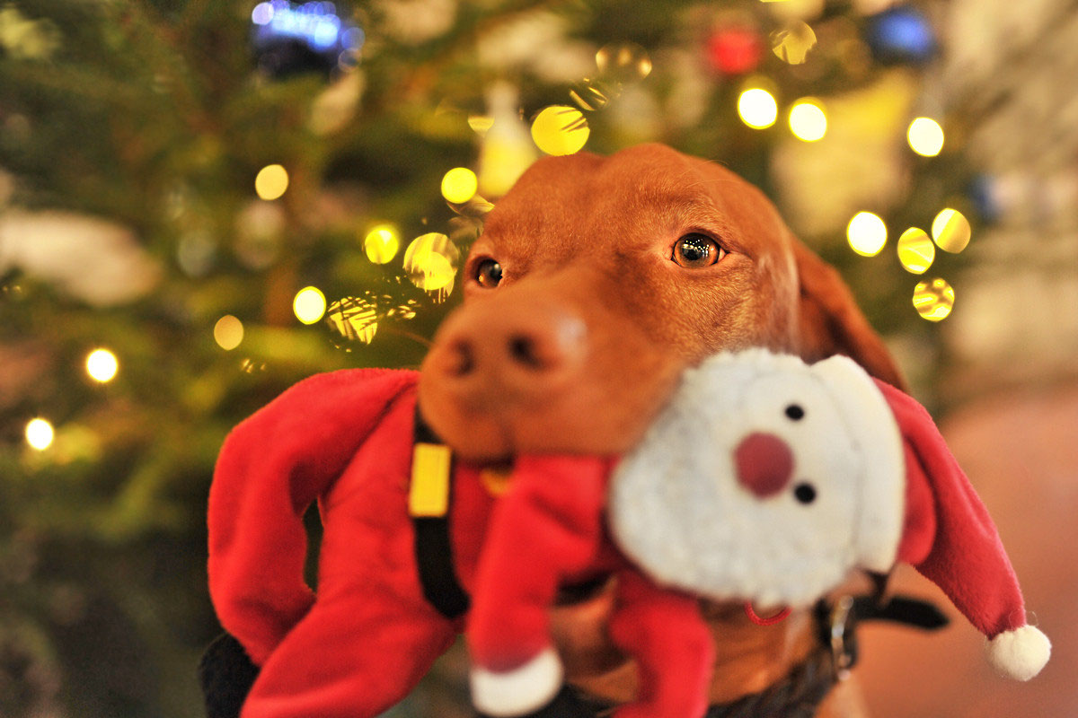 Fällt Weihnachten dieses Jahr aus? julia kauer jagdhunde fotografie
