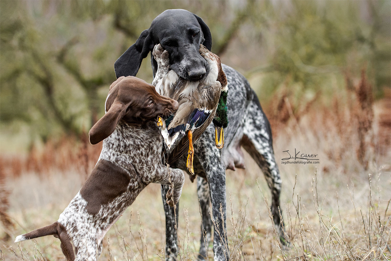 Ein kleiner Abstecher nach BadenWürttemberg julia kauer jagdhunde