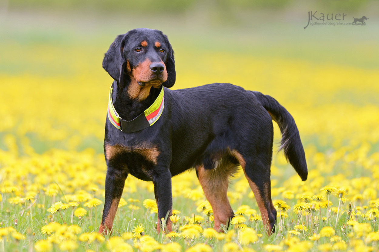 Alpenländische Dachsbracke julia kauer jagdhunde fotografie