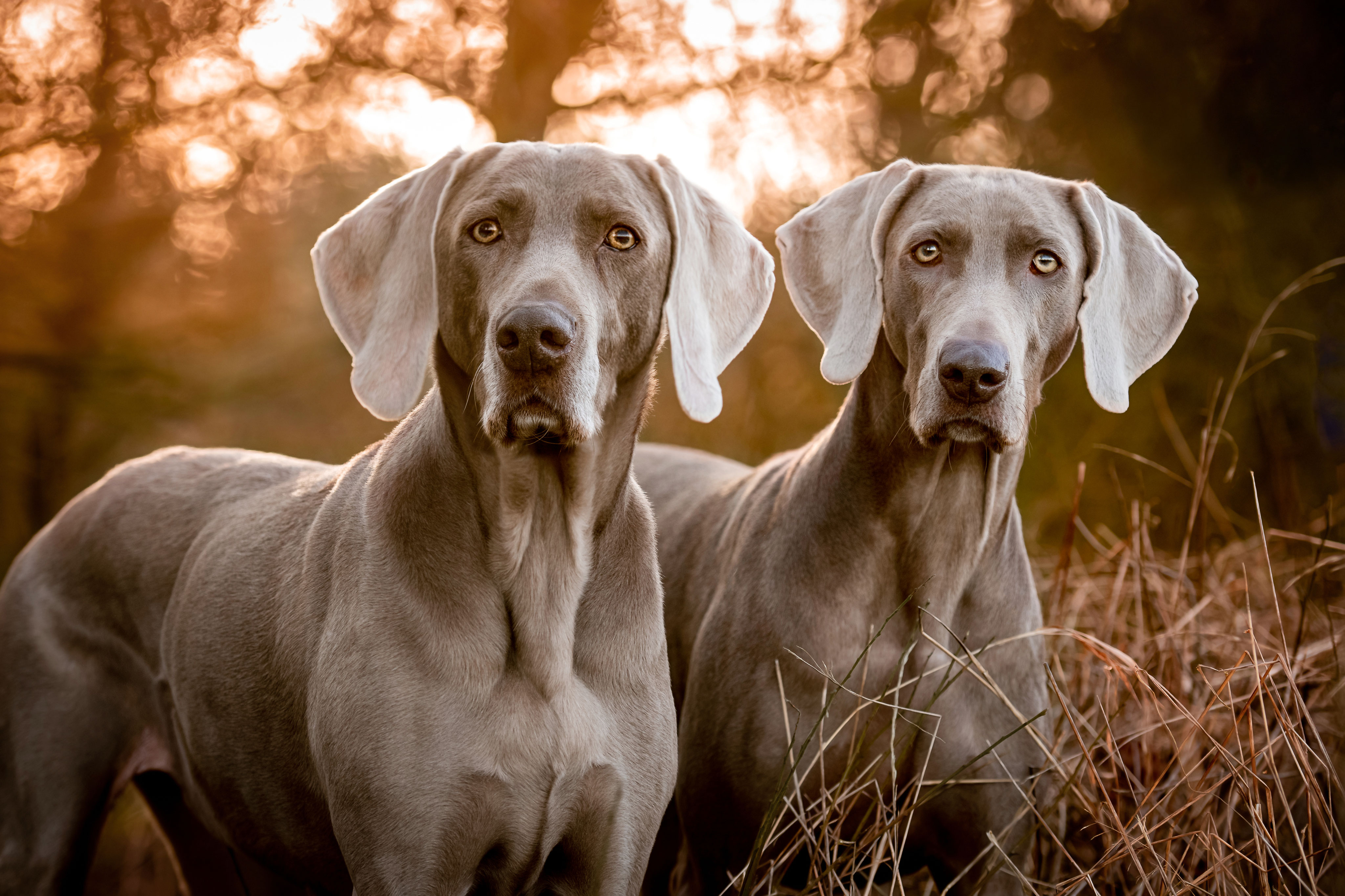 Weimaraner Fara vom Kieferngrund und Ceres (Tosca) vom Habichtswald