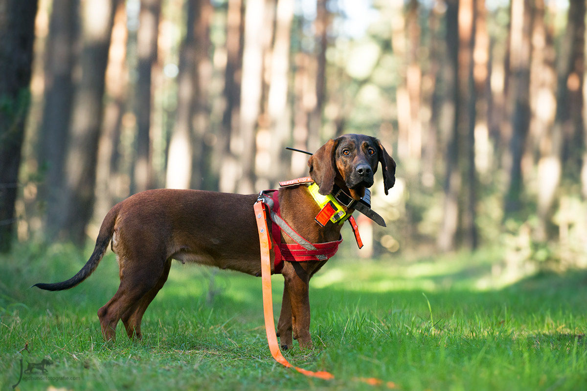 Hannoversche Schweißhund - julia kauer jagdhunde fotografie
