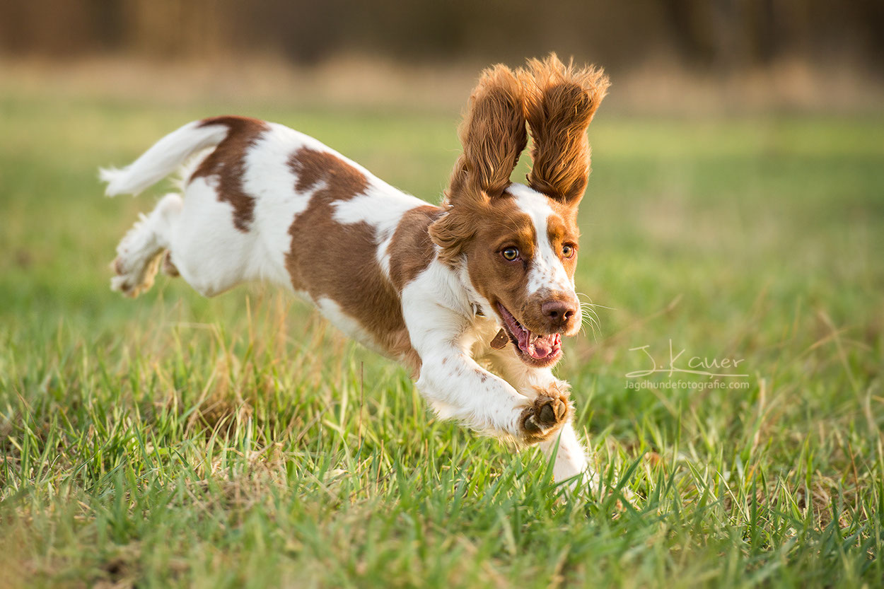English Cocker Spaniel Julia Kauer Jagdhunde Fotografie