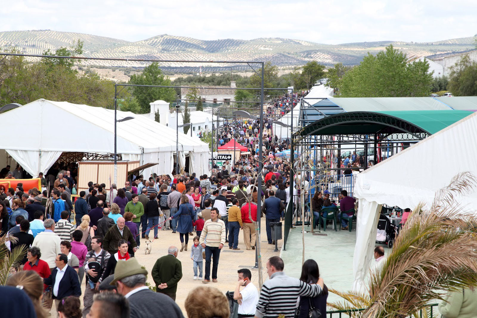 Feria del Perro en ARCHIDONA PROGRAMA DE FIESTAS