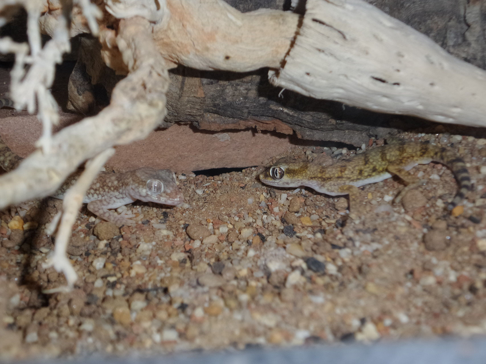 Stenodactylus sthenodactylus (Wüstendünnfingergecko) phasmidenfreaks