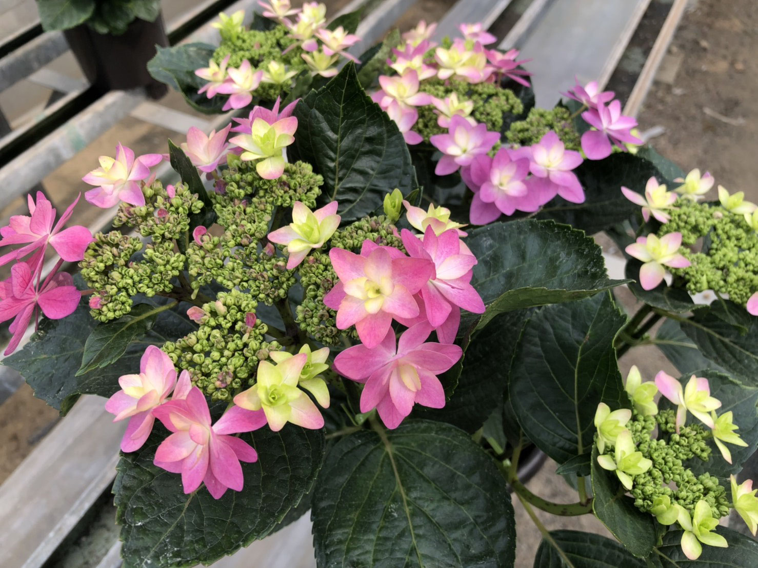 ダンスパーティーハッピー Cyclamen Hydrangea