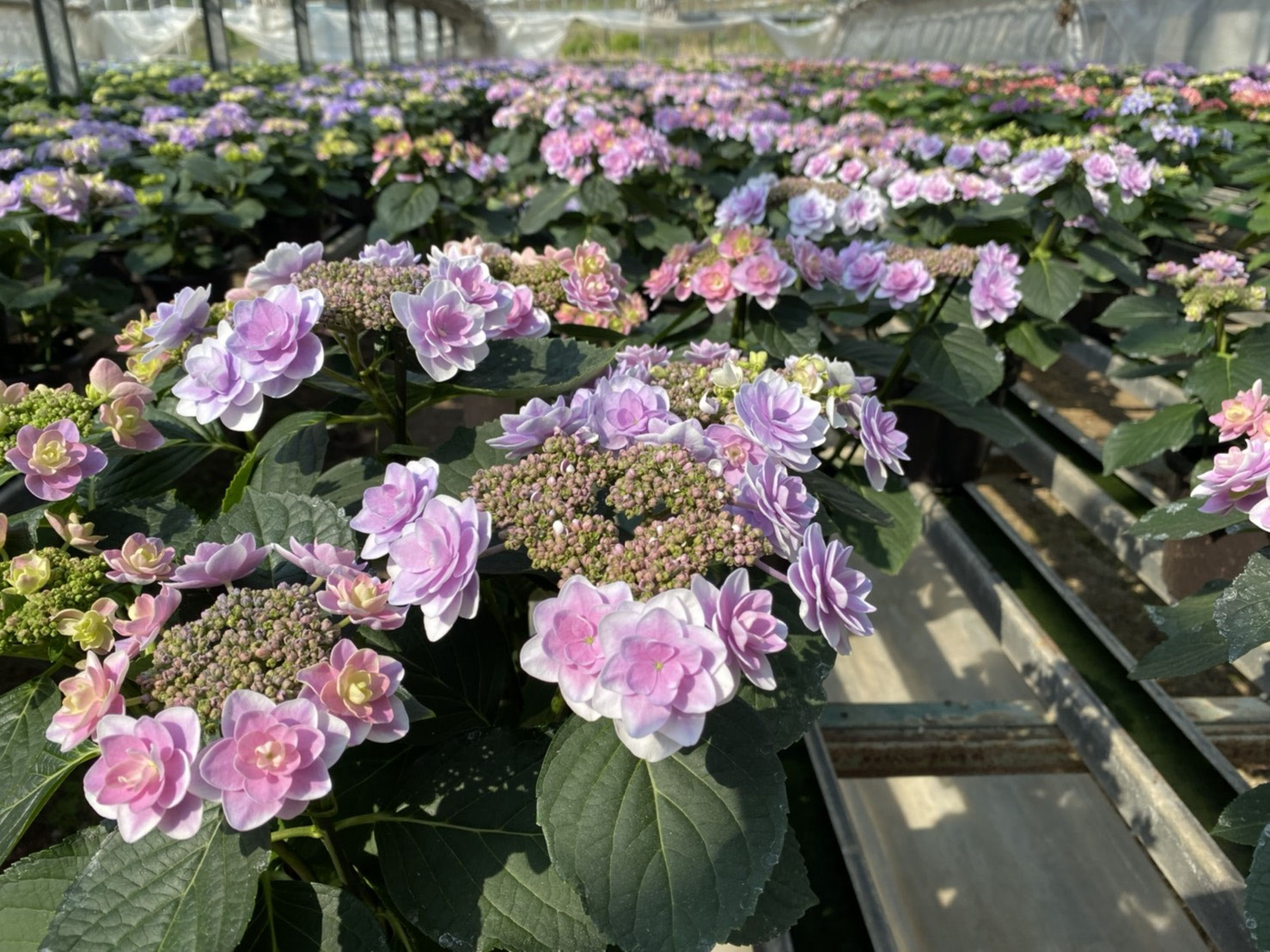 あじさい苗　雨に唄えば　挿し木苗　紫陽花苗　アジサイ苗 あじさい苗 雨に唄えば 挿し木苗 紫陽花苗 アジサイ苗 - メルカリ