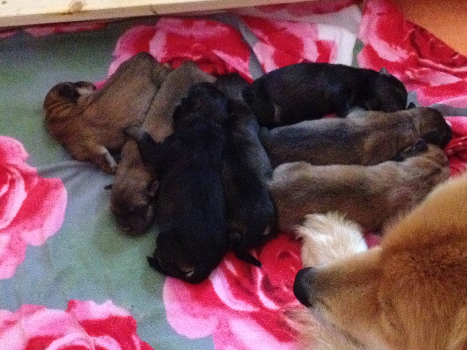 1 Tag Eurasier Vom Ostseestrands Jimdo Page