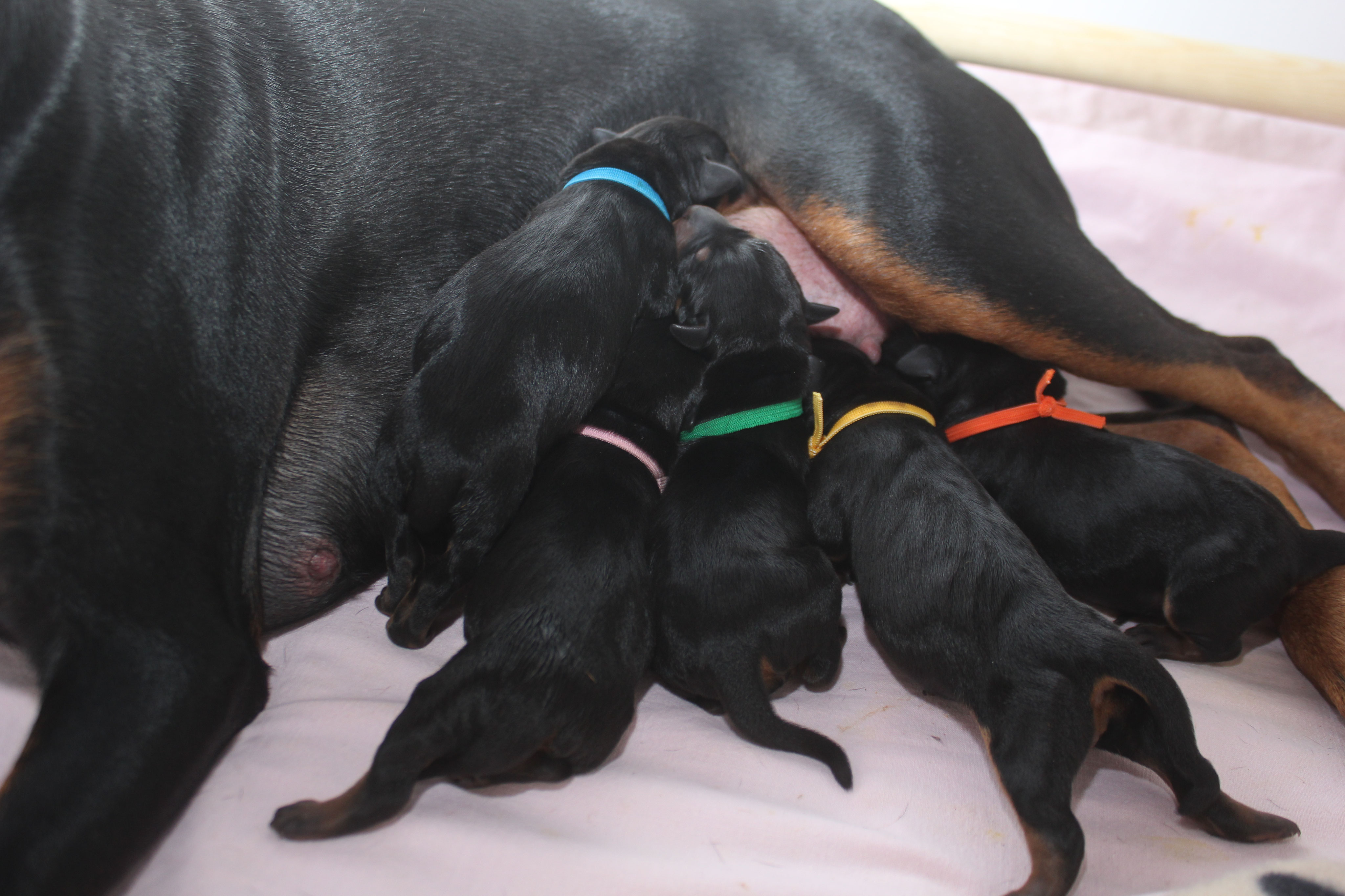 Knickrute Hund