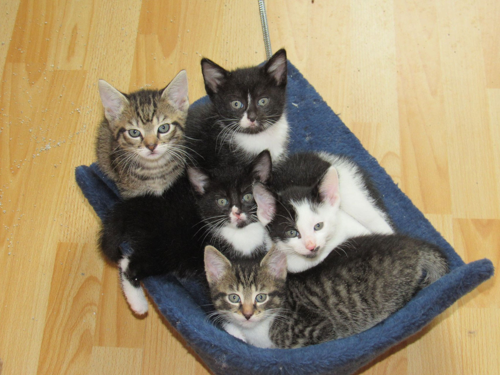 pflegestelle werden katzenhilfe borken e v