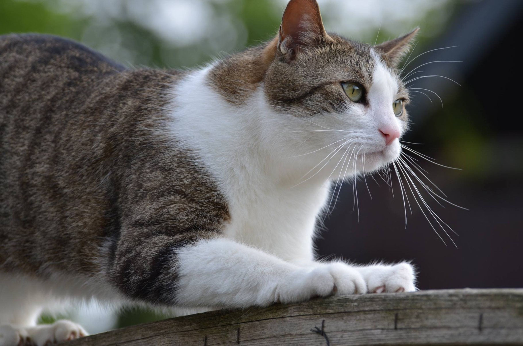katzenhilfe borken e v katzenhilfe borken e v