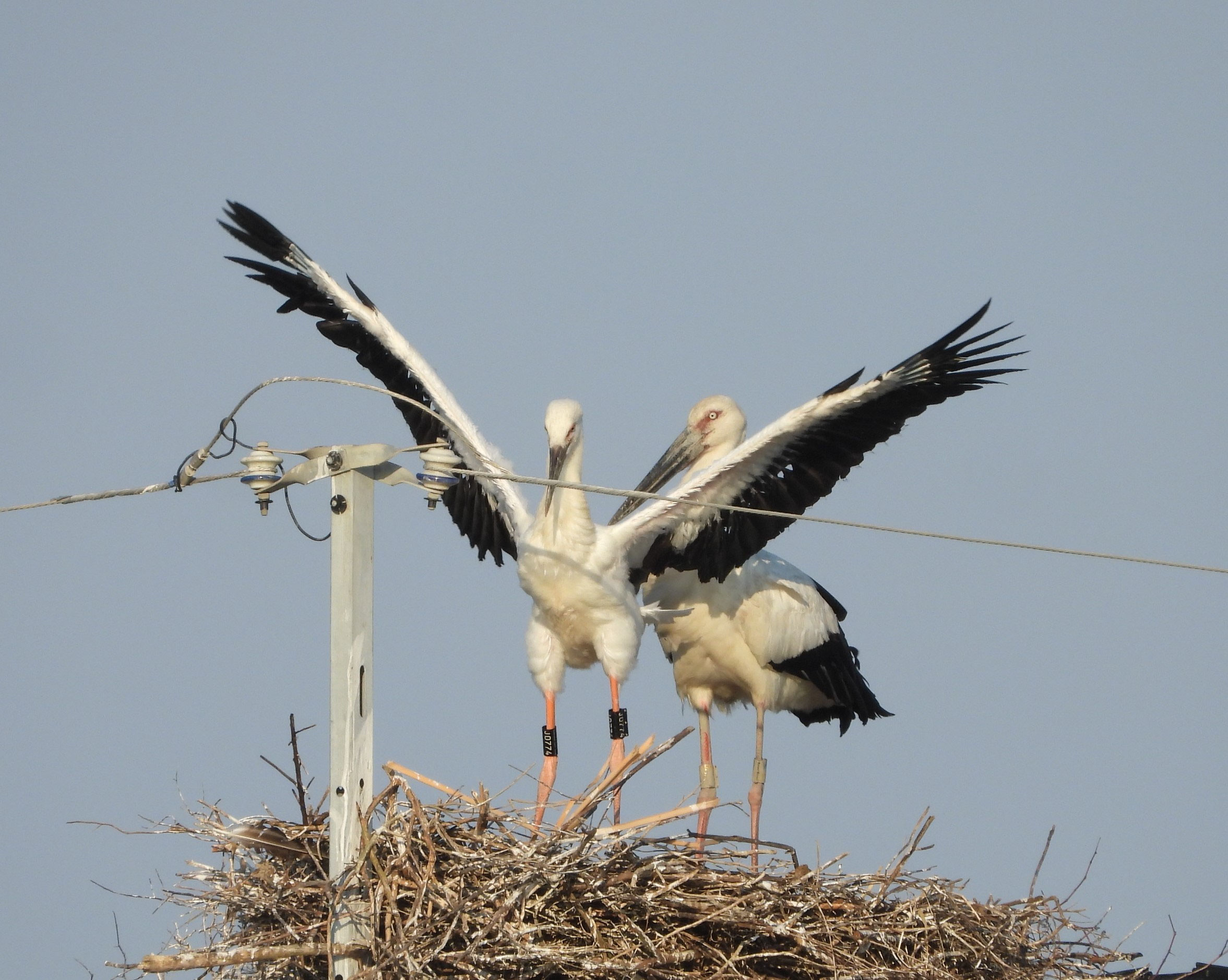 佐賀に来た「コウノトリ」のページ - yachosaga ページ！