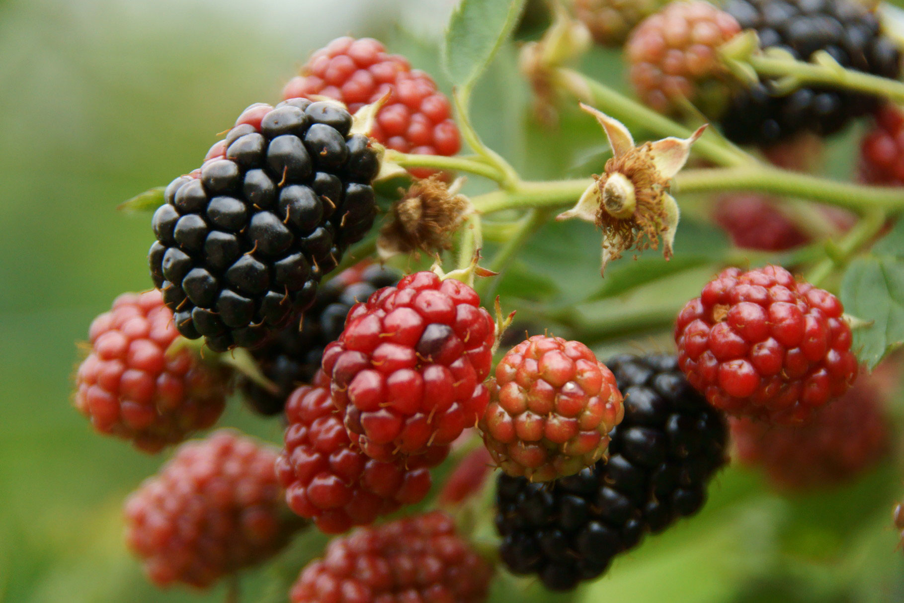 brombeeren & himbeeren die photo spirale