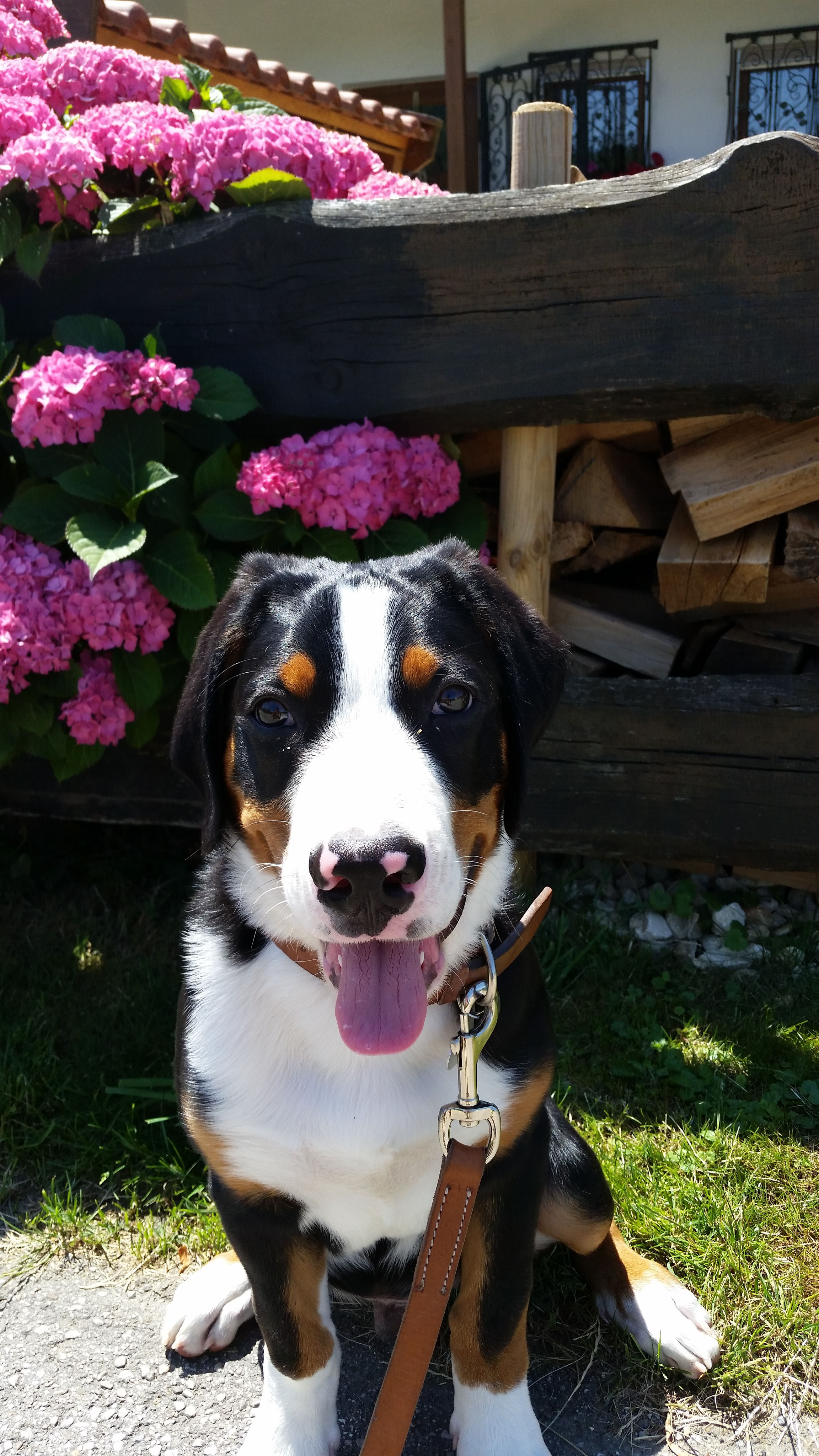 FHunde Große Schweizer Sennenhunde