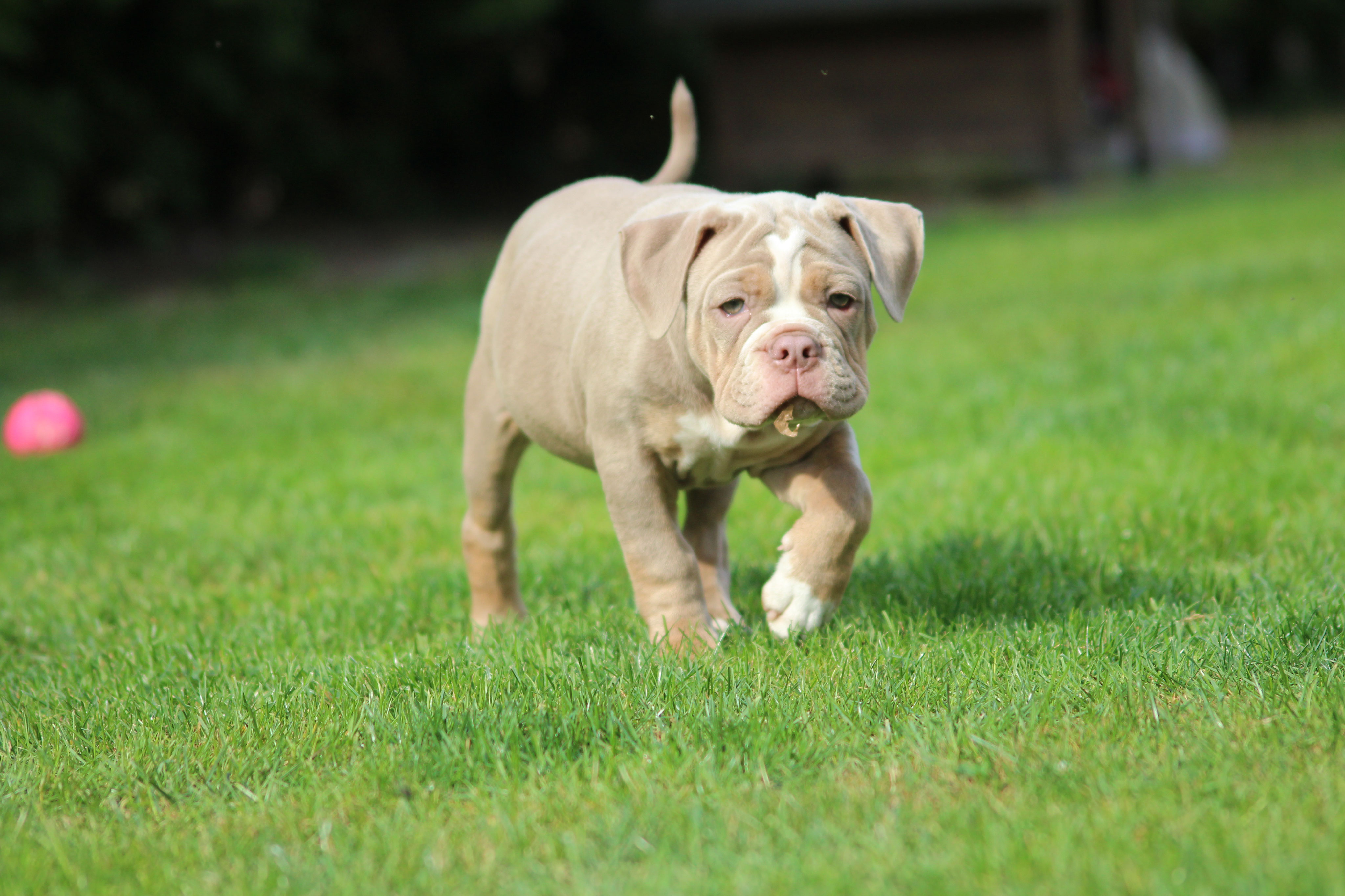 Mostro Bull S Annemarie Meyer Bremen Welpen Vom Kaiserlichen Kaiserbully Hamburg Franzosische Bulldogge
