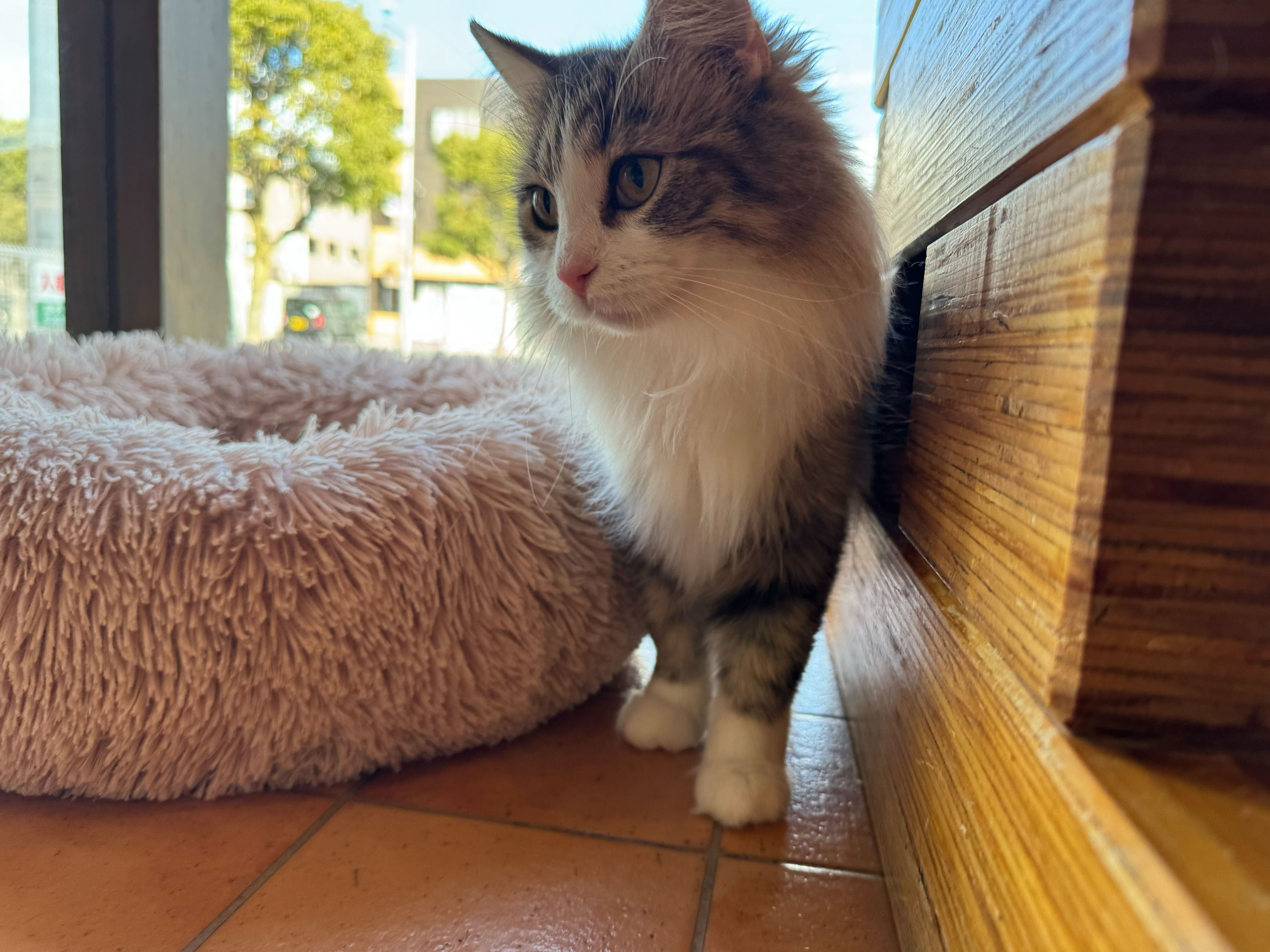 猫カフェ Hako bu necoとは… - hakobuneco0314 ページ！