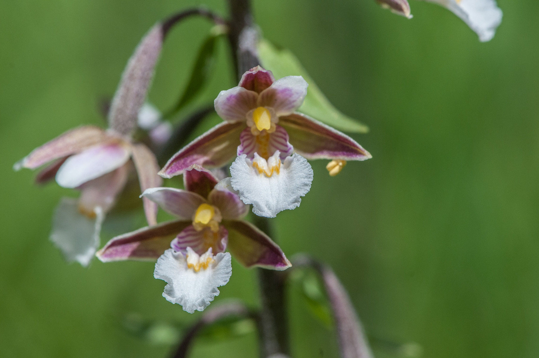 Heimische Orchideen - NABU-Eisenberg-Leiningerland