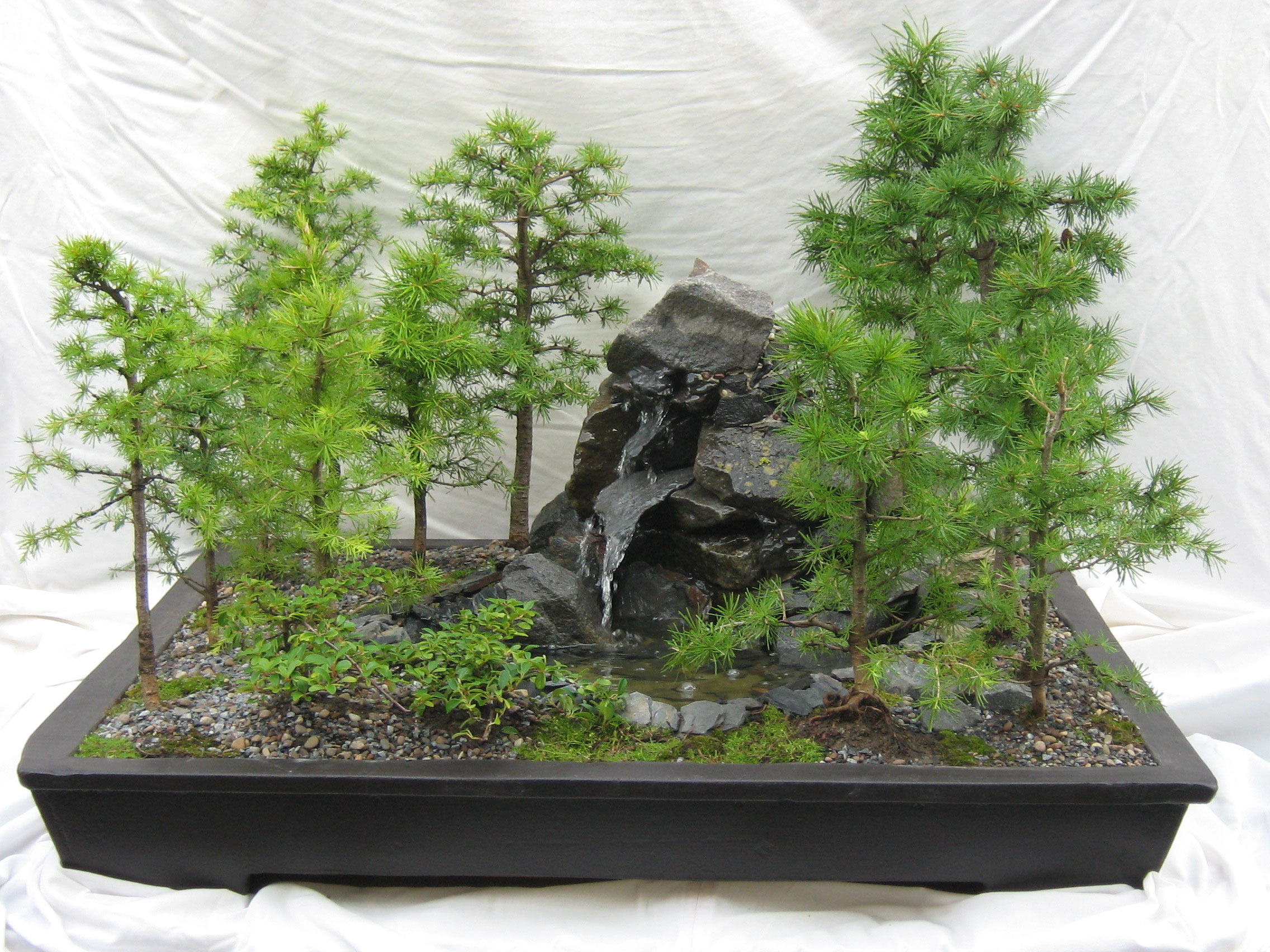 Bonsai - Wasserlandschaften - Bonsai Melle