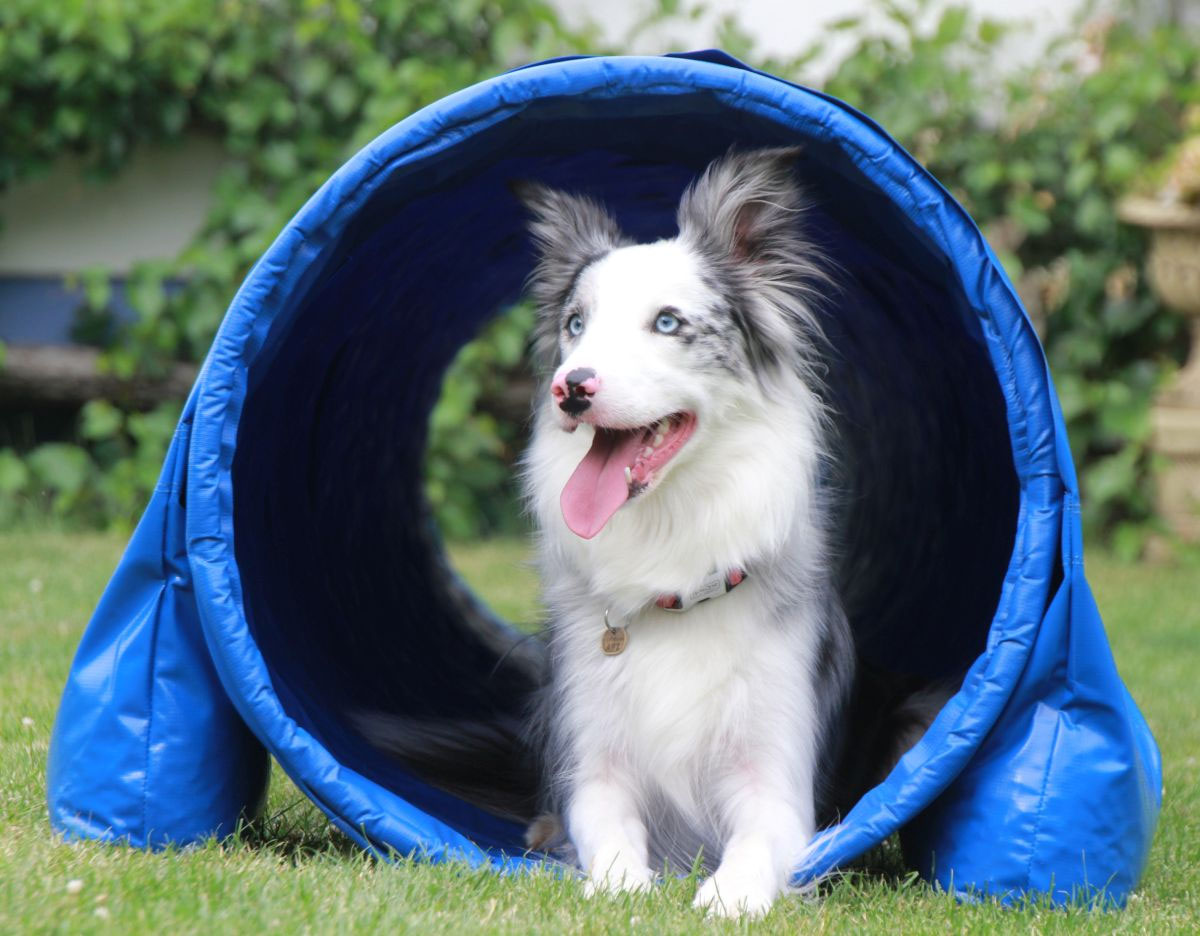 Agility Tunnel Callieway® the smartest way!
