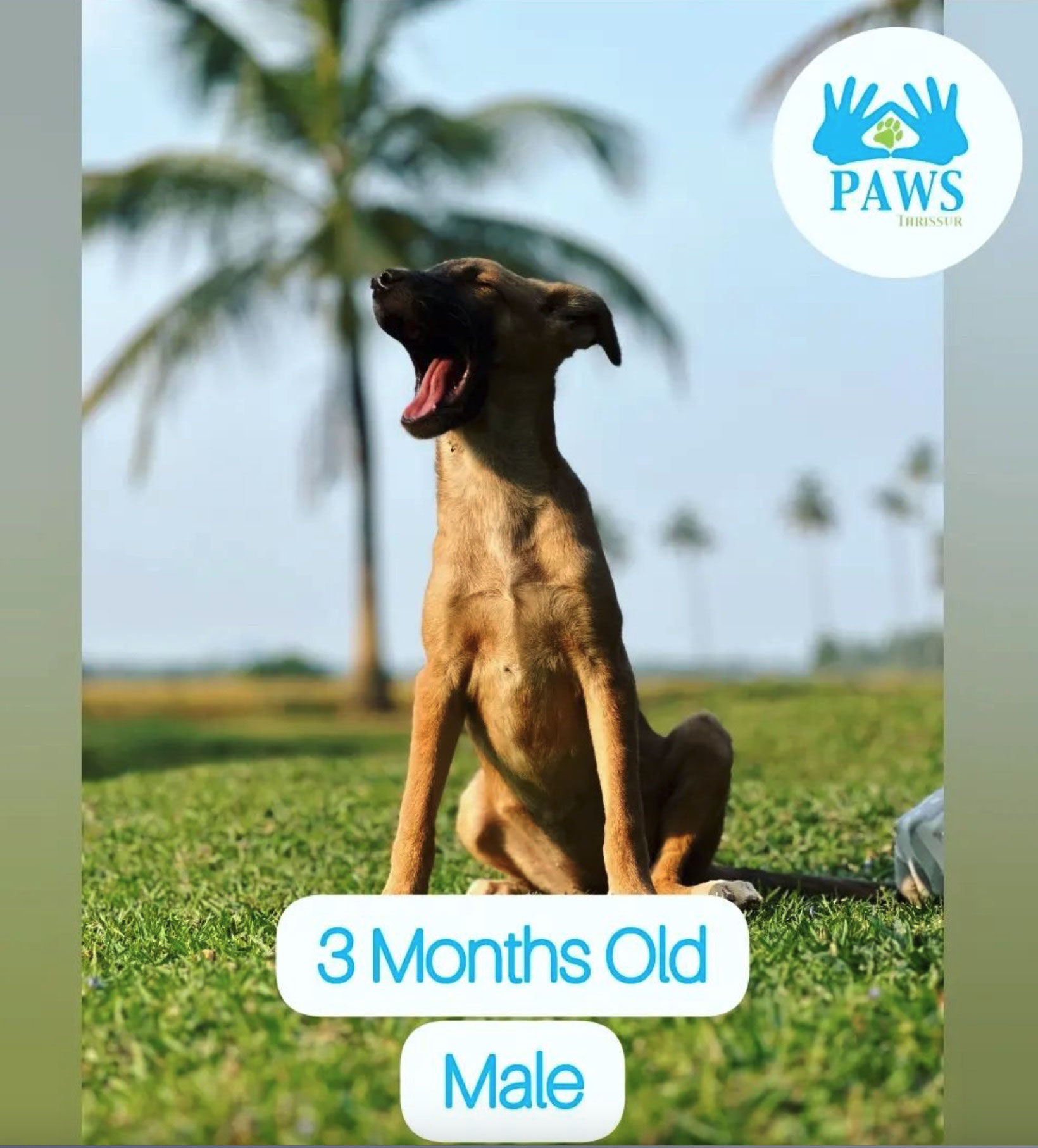 Paws Thrissur - 1623008892 Paws Thrissur - 1623008892