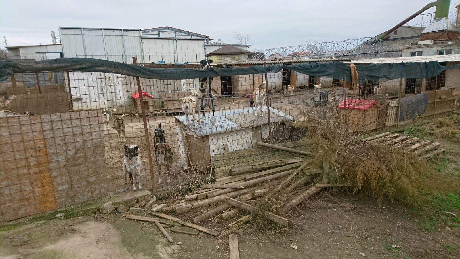 2 Etappe Rumanien Roxana S Shelter In Constanta Und Zuruck Nach