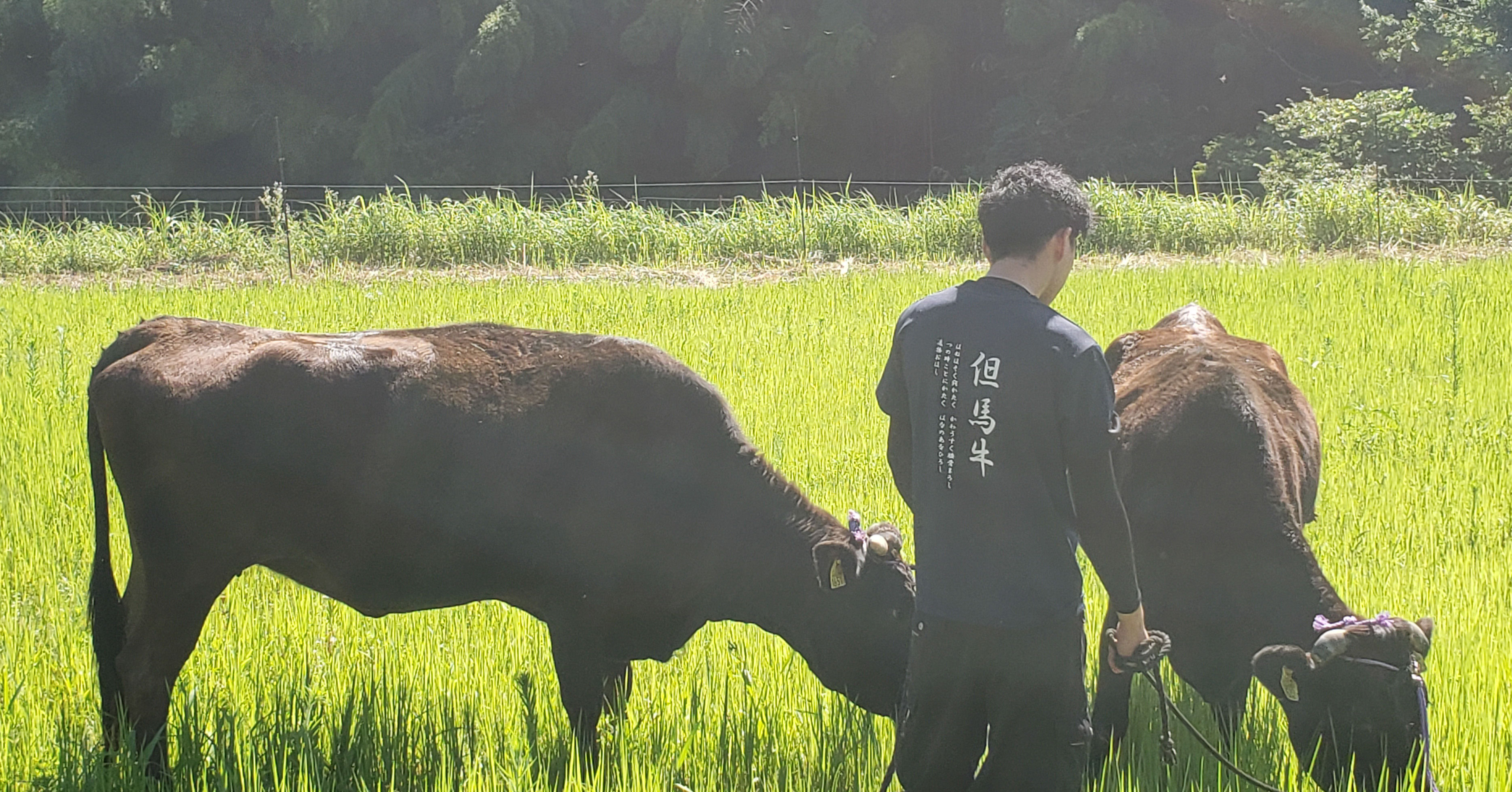 但馬牛とひまわり迷路の夏