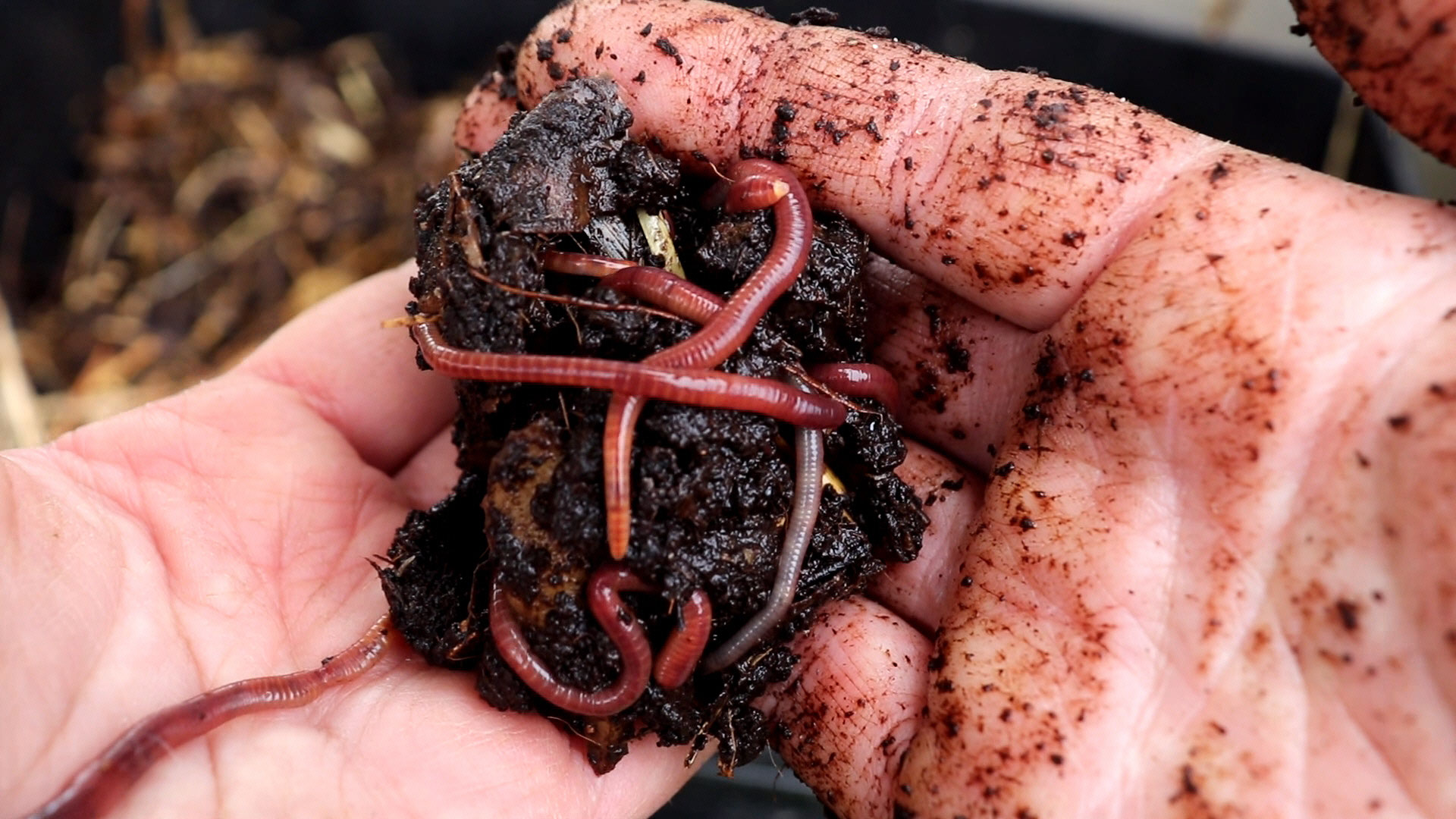 hortensien biologisch düngen Hortensien Dünger von Flora Boost main image 0
