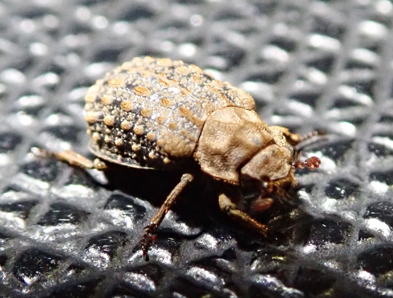 日本の糞虫 - ならまち糞虫館