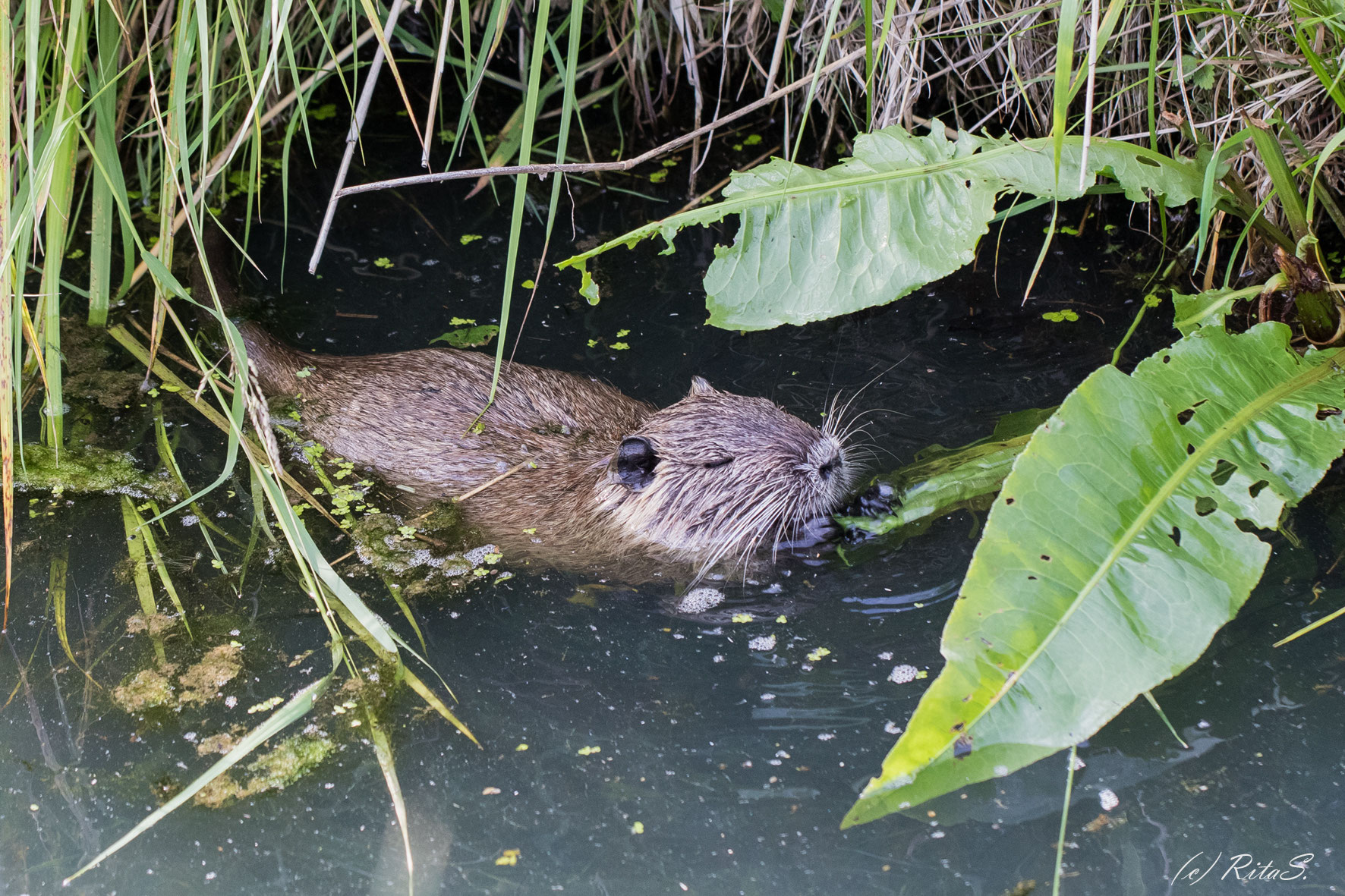 Nutria Wasserratte RitasFotowelt