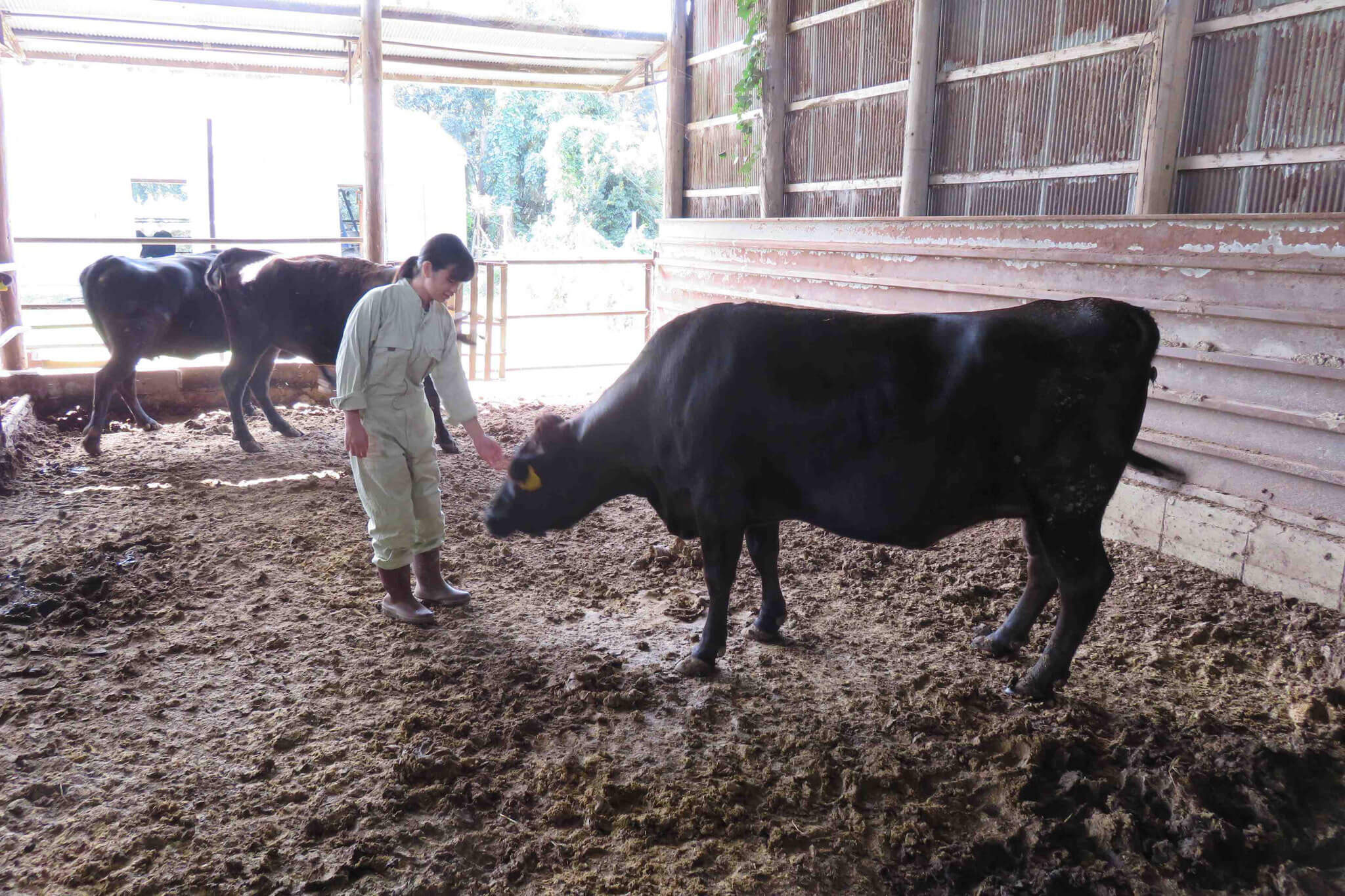 動物看護学コースでは 『愛玩動物看護師（旧認定動物看護師