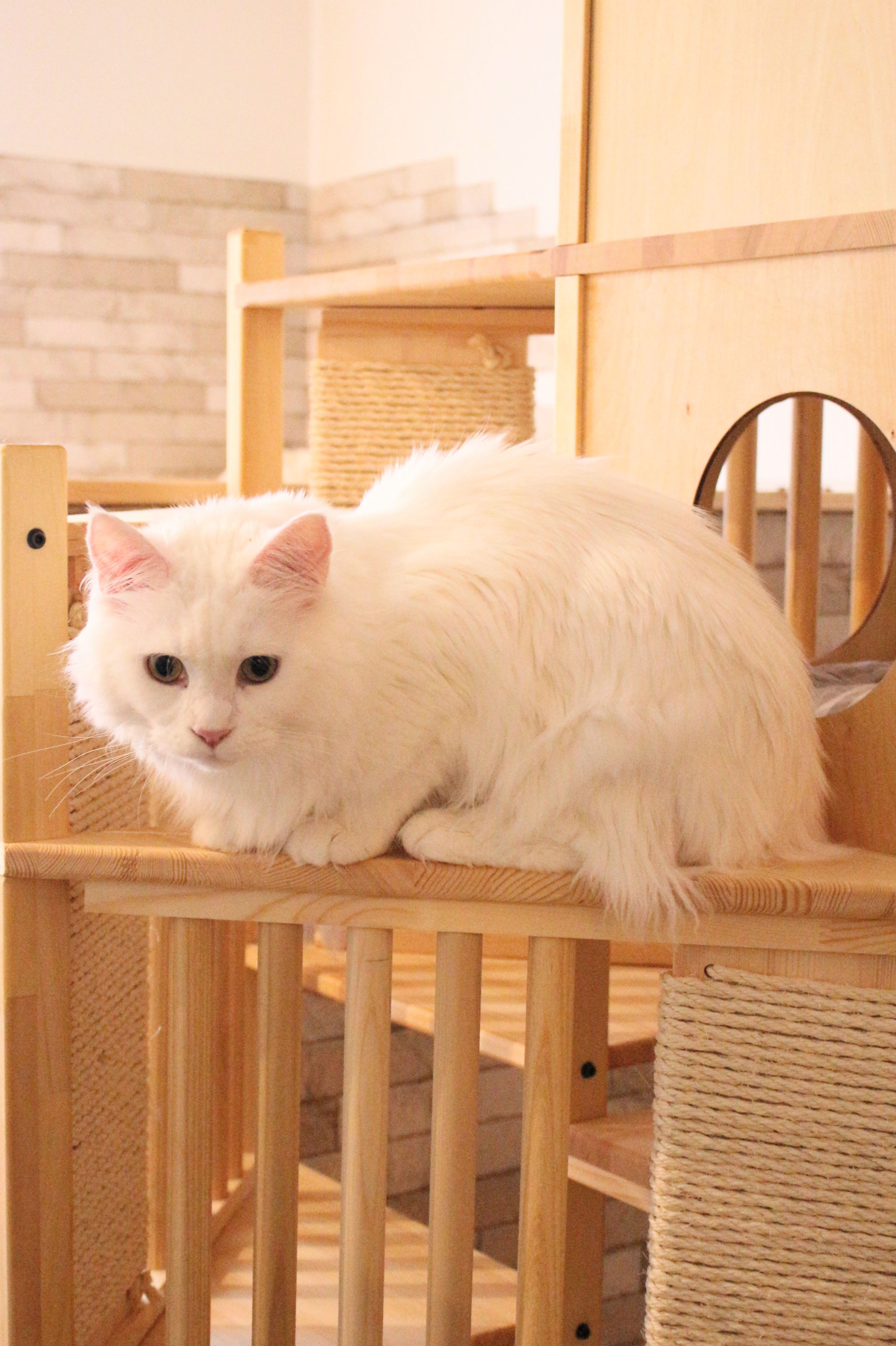 K-CAT (猫好き工房 )様　おまとめ　No690D  696D  699D K-CAT (猫好き工房 )様 おまとめ No690D 696D 699D