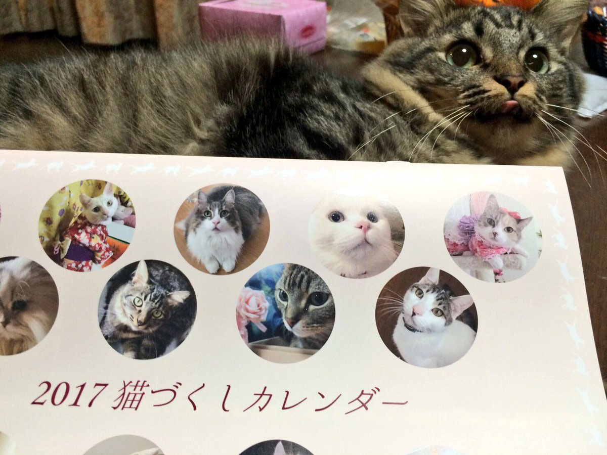 お客様の声（2017年猫づくし壁がけカレンダー） - オーダー