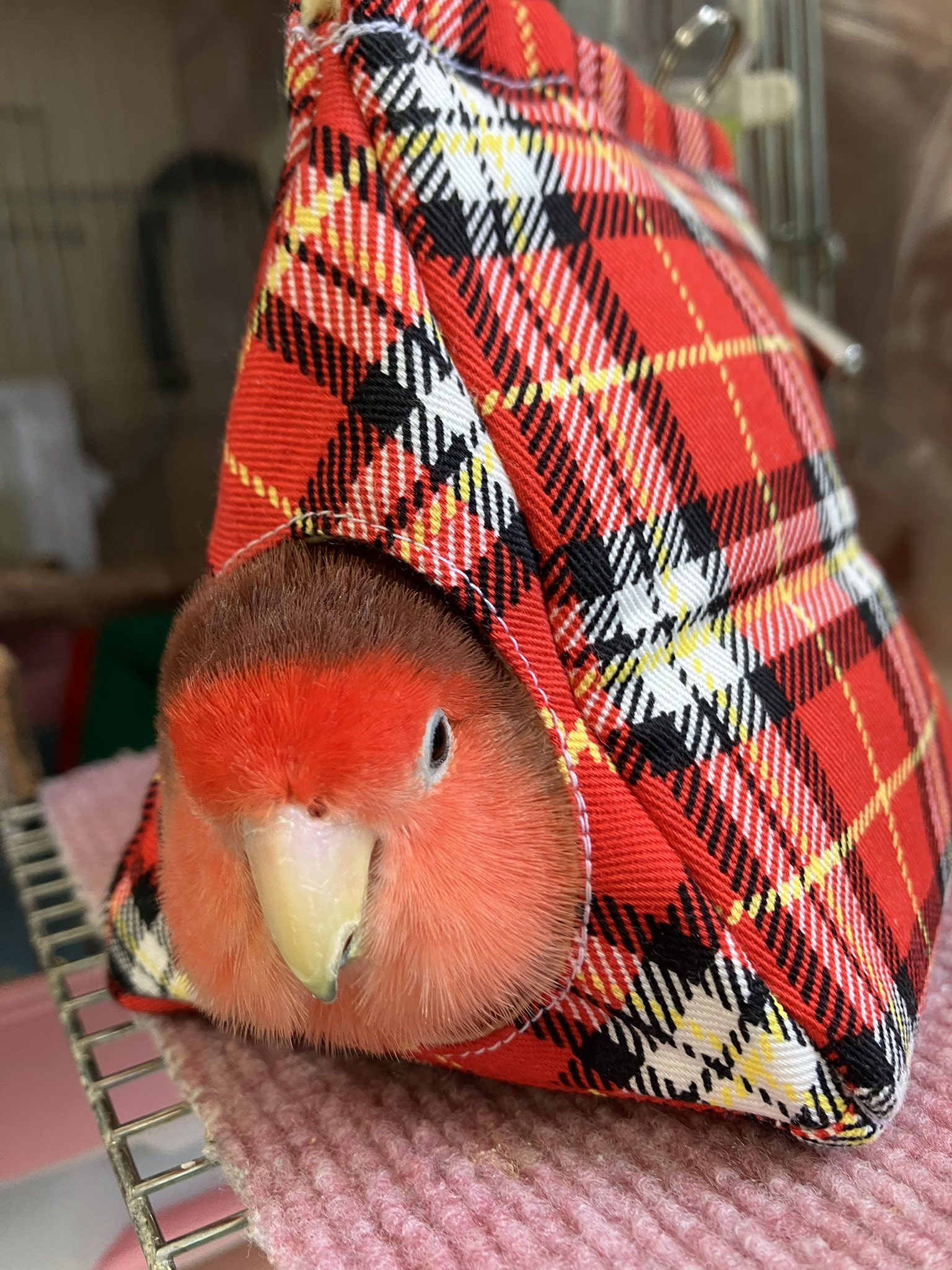 お客様の声（バードテント5） - オーダーメイドアトリエ【なお