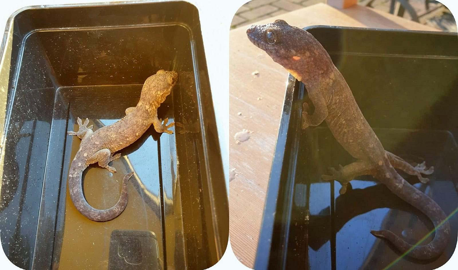 Rhacodactylus Trachyrhynchus + Trachycephalus Greifschwanzgecko