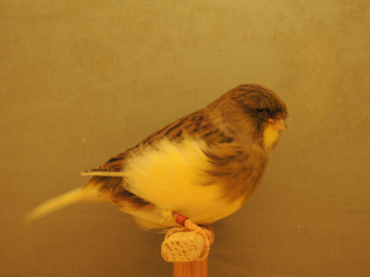 meine Gloster glosterkanarienkoerbes Webseite!