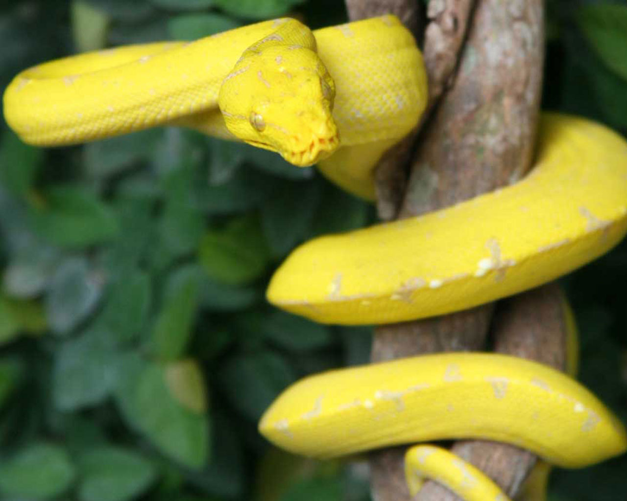 SERPIENTES(OFIDIOS) Página web de santamartafauna