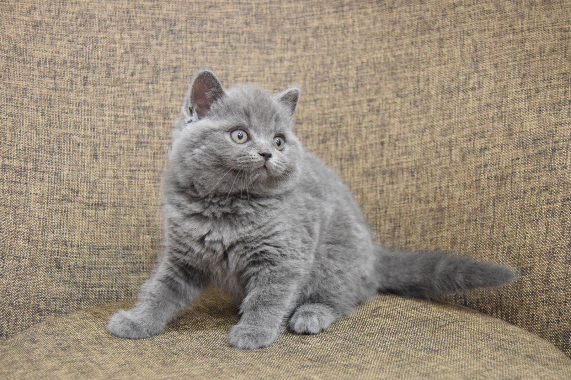 "русская голубая". Дымчатый котенок британец. Кот пепельного цвета. Кот пепельного цвета. Пепельный британец.